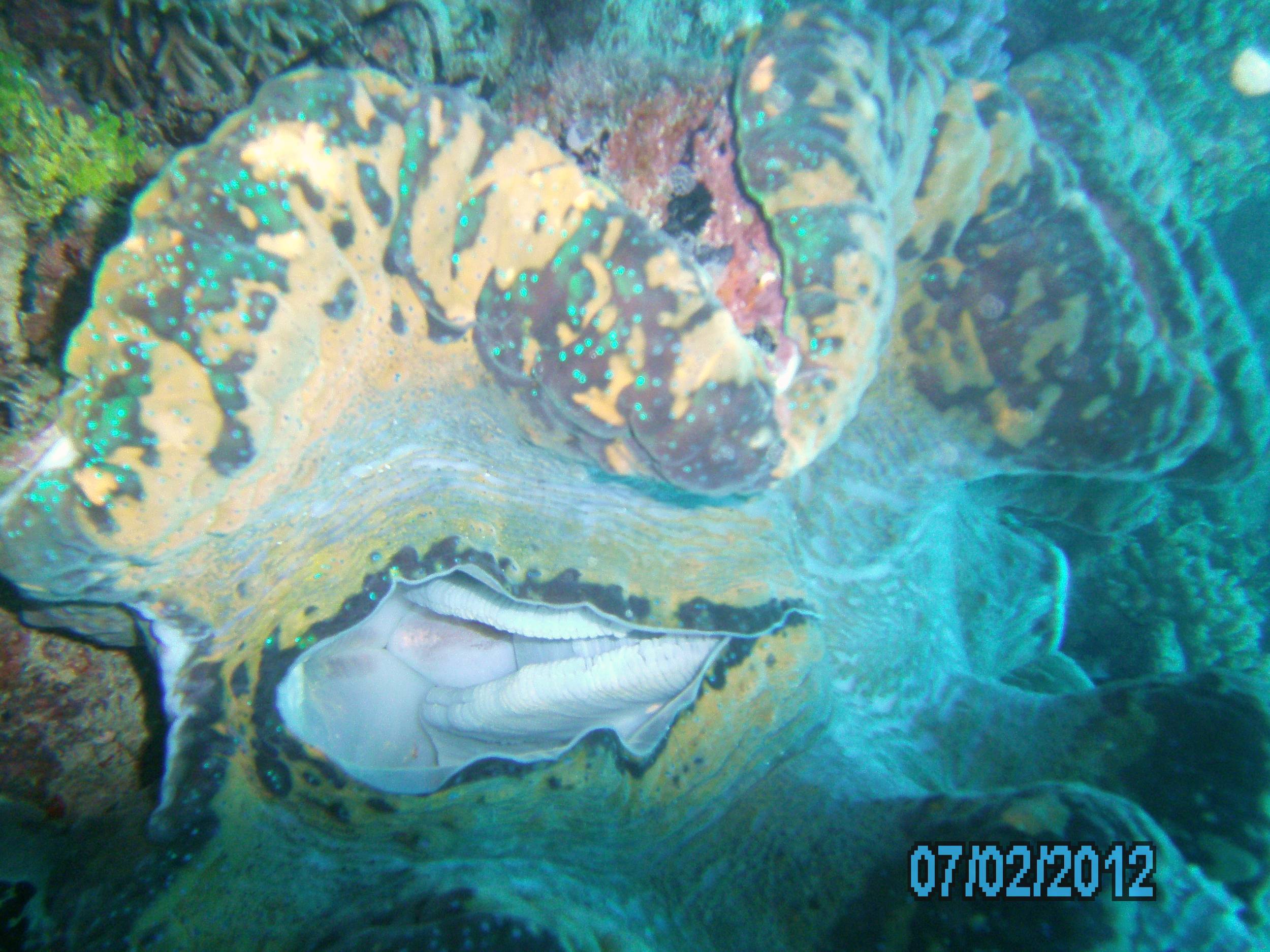 Australia_Underwater_2012_268