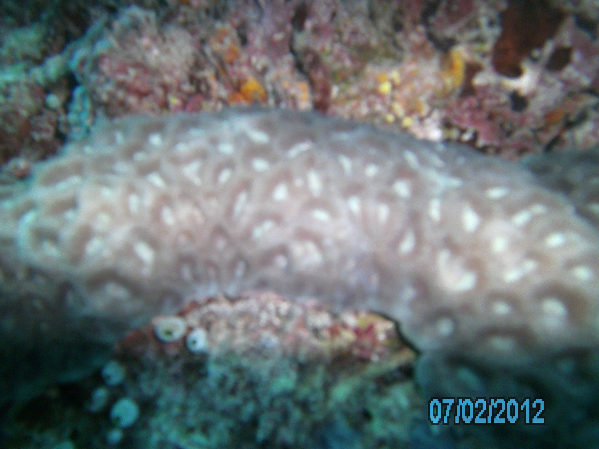 Australia_Underwater_2012_275