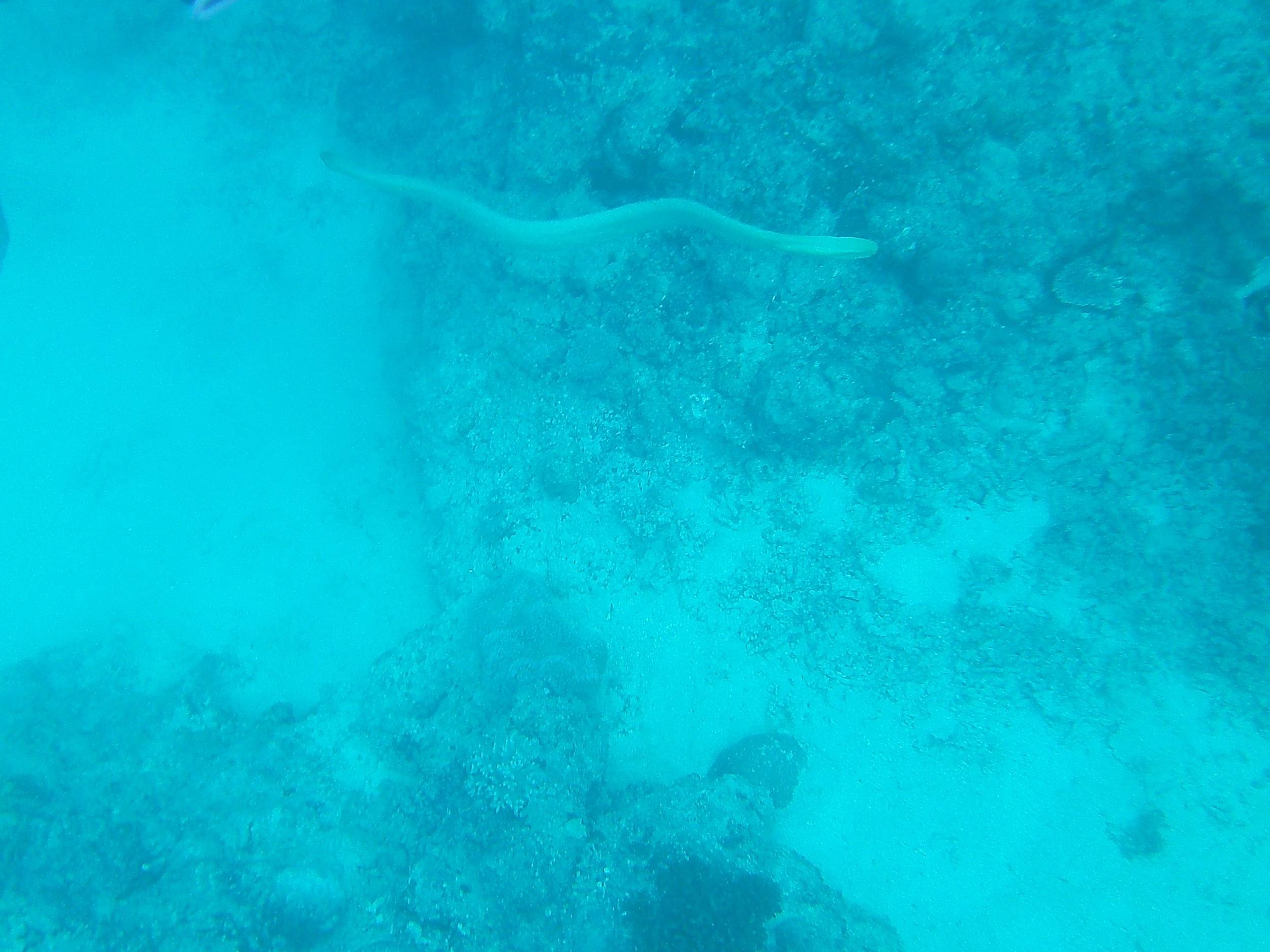 Australia_Underwater_2012_291