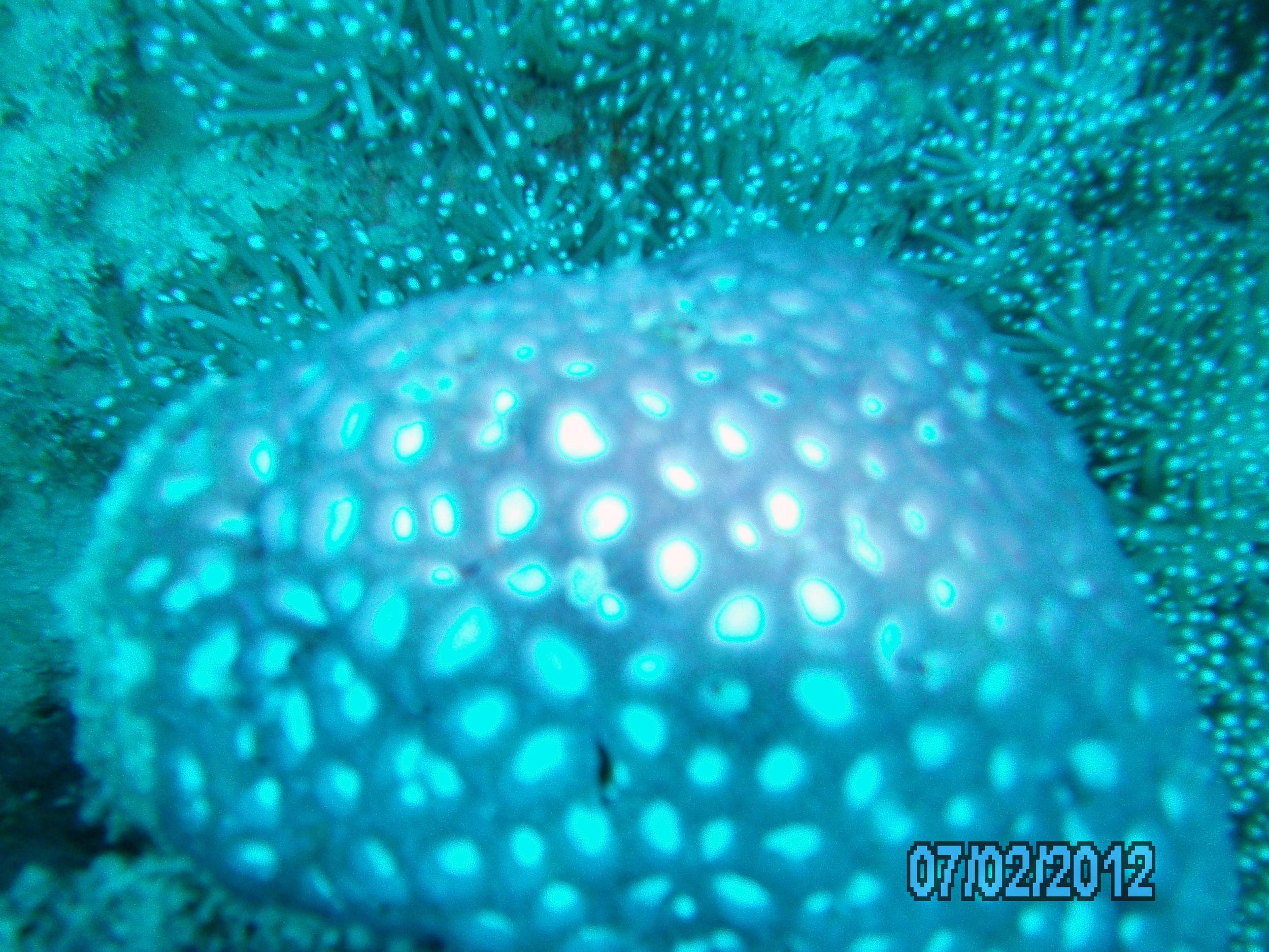 Australia_Underwater_2012_293