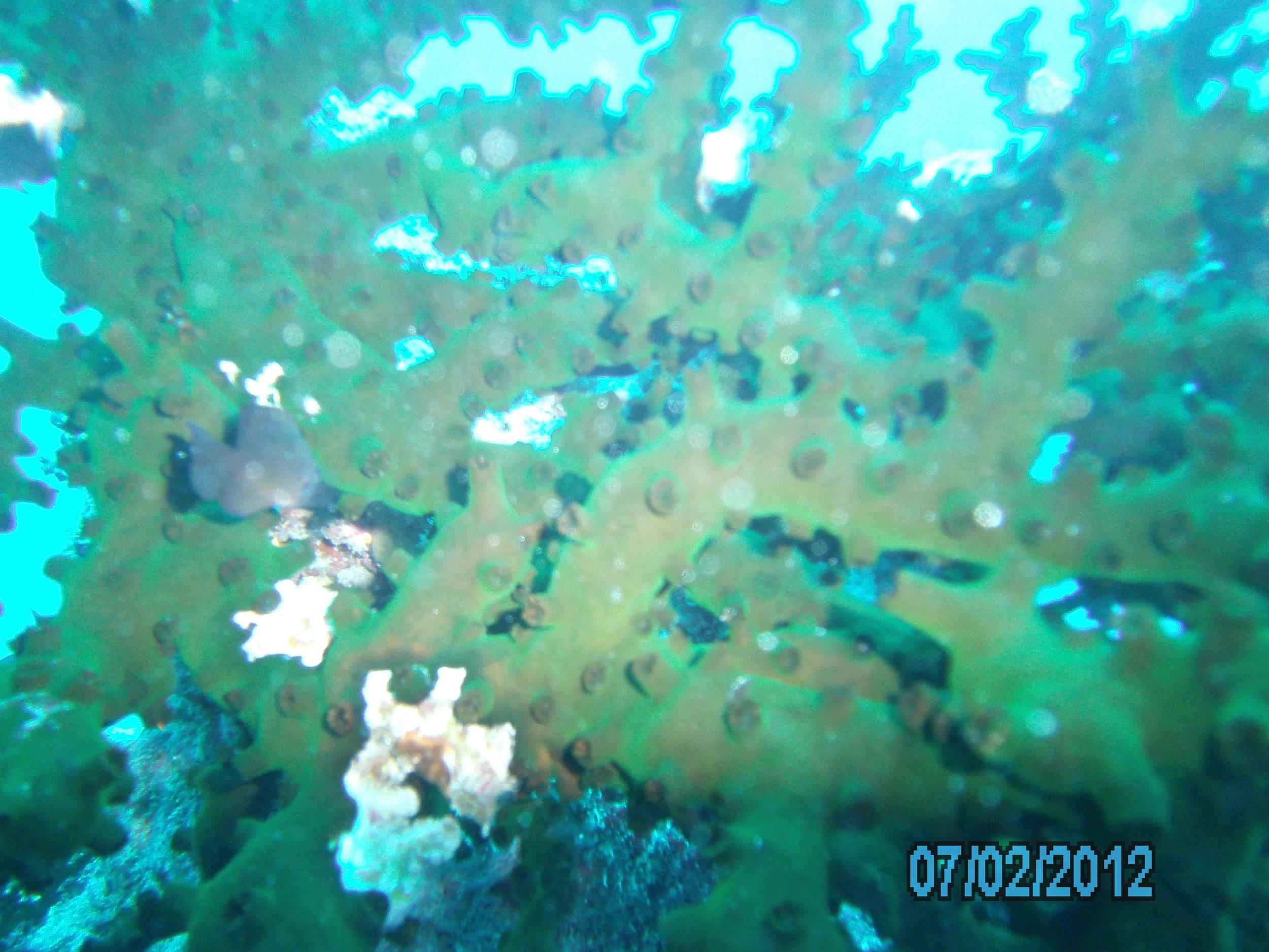 Australia_Underwater_2012_317