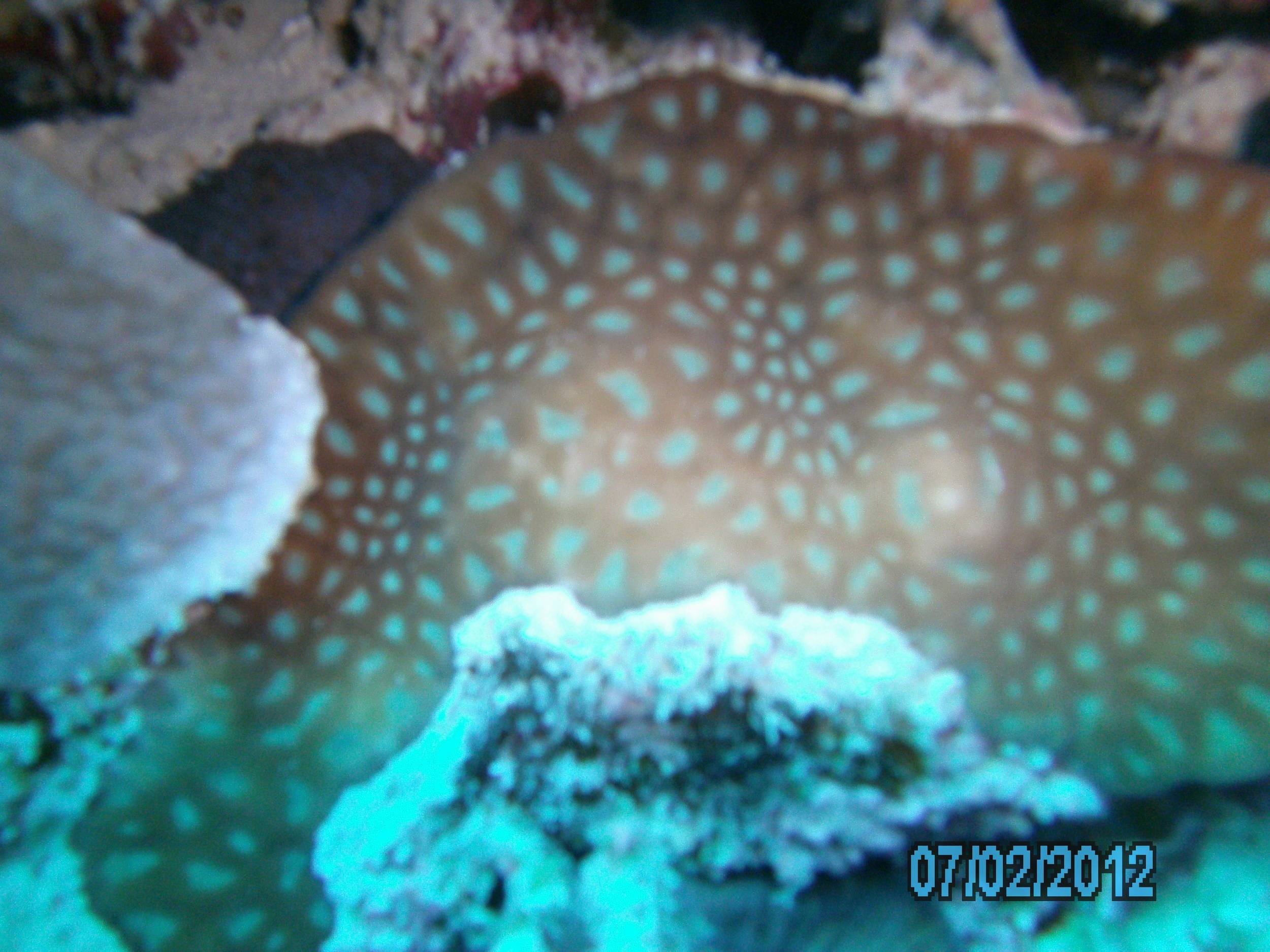 Australia_Underwater_2012_319