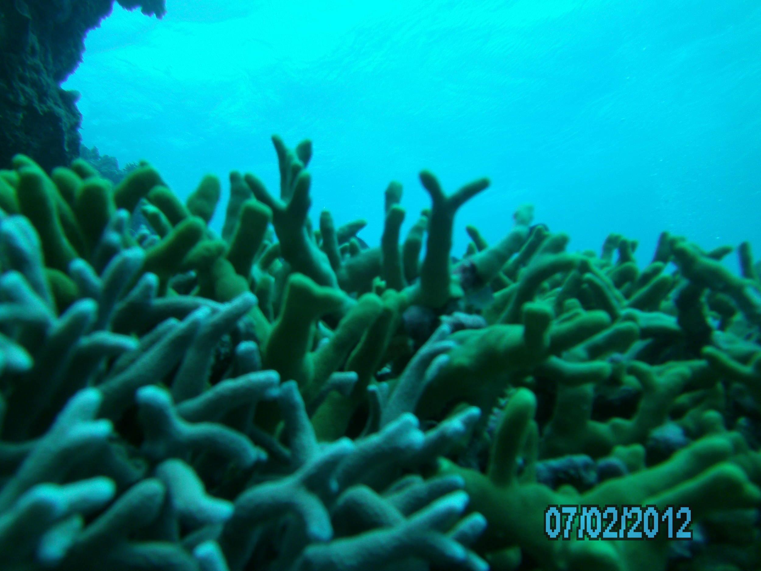 Australia_Underwater_2012_331