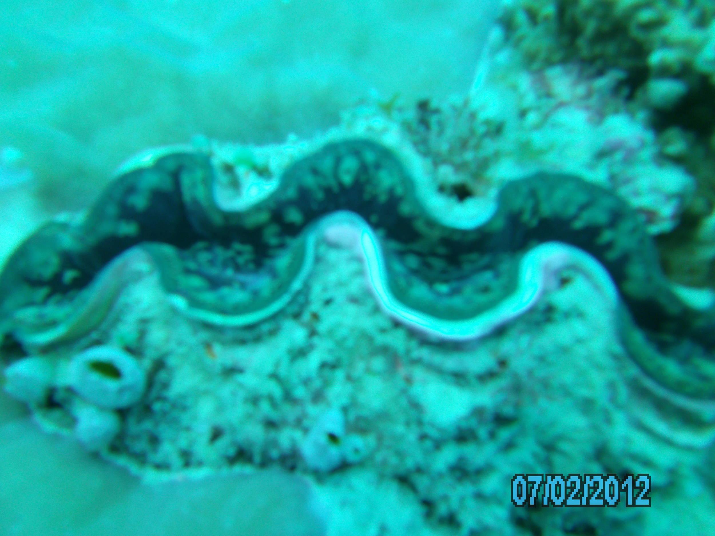 Australia_Underwater_2012_335