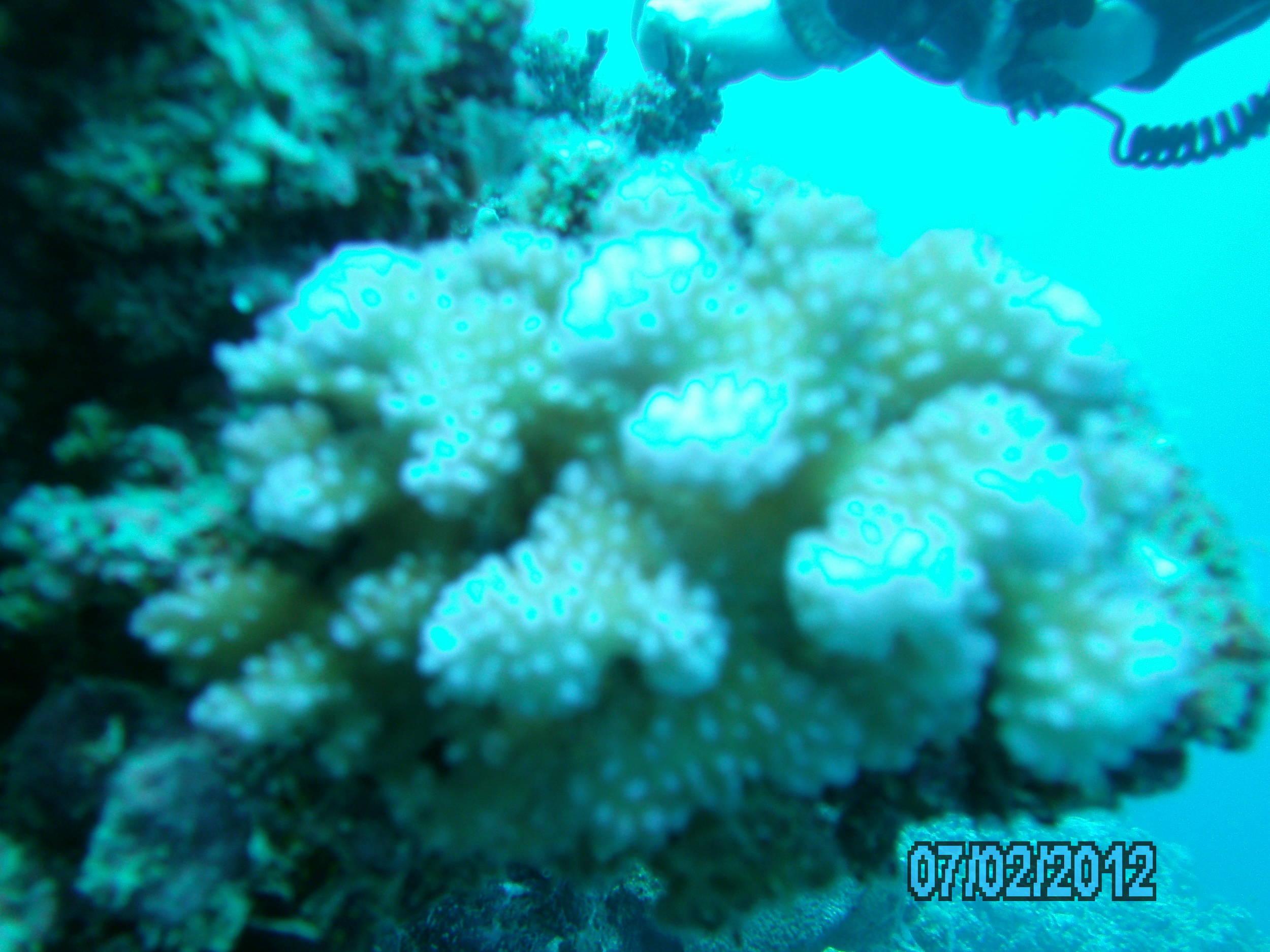 Australia_Underwater_2012_336