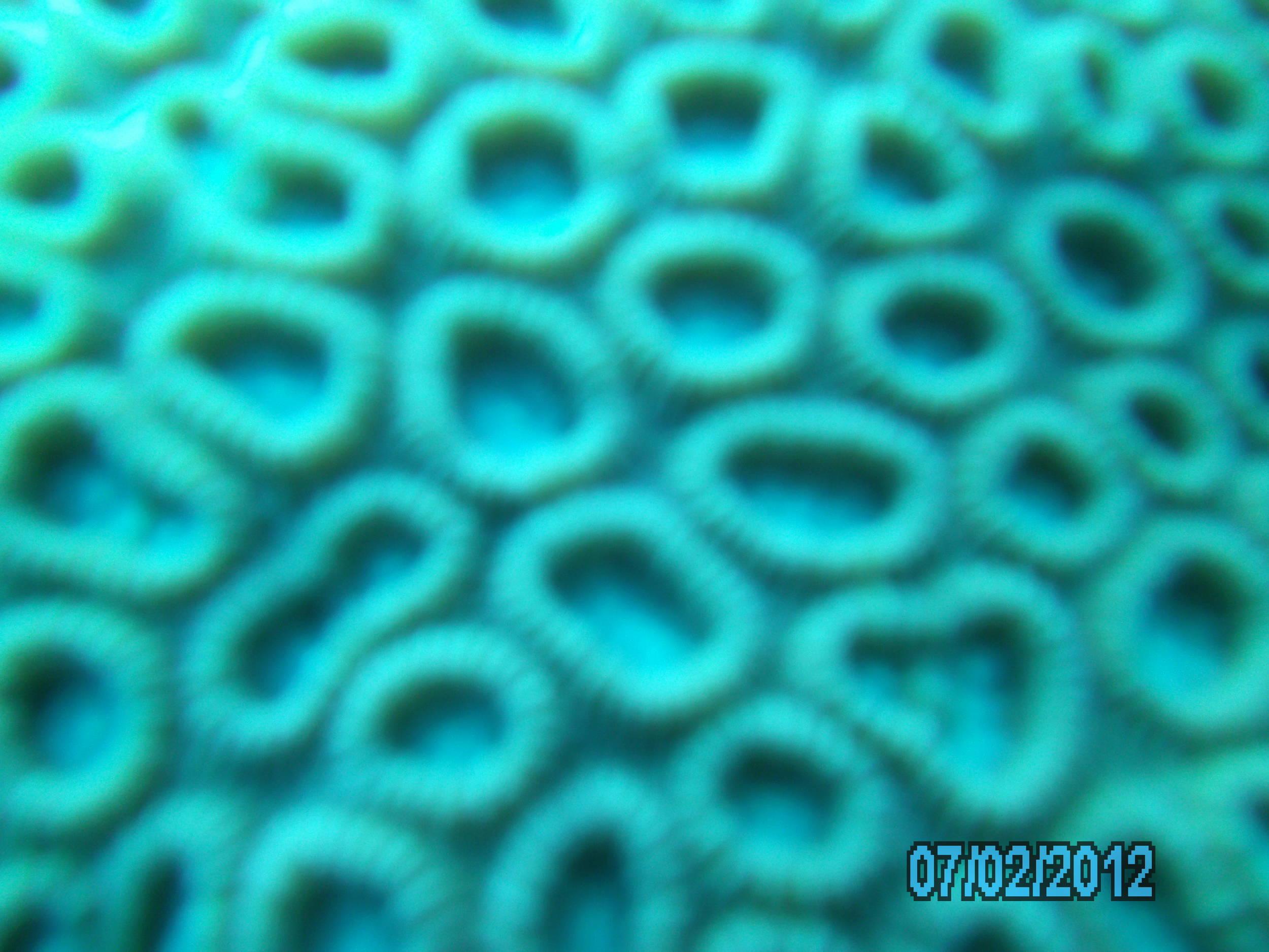 Australia_Underwater_2012_337