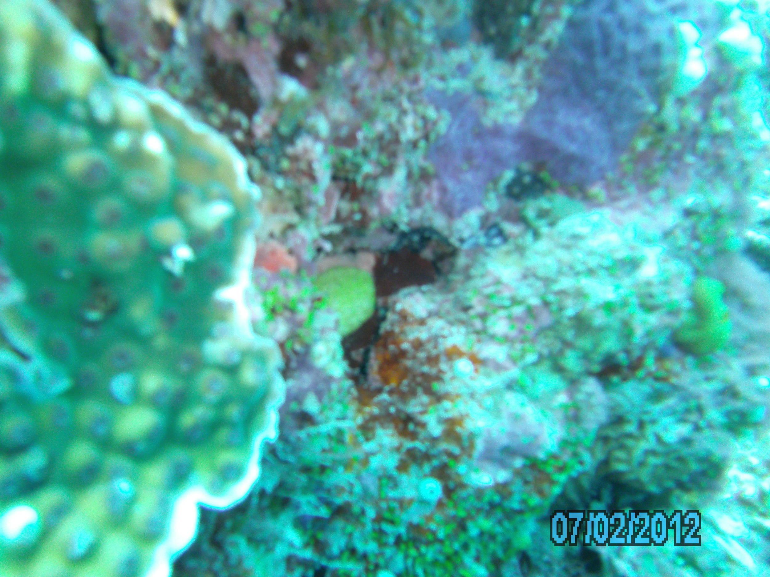 Australia_Underwater_2012_338