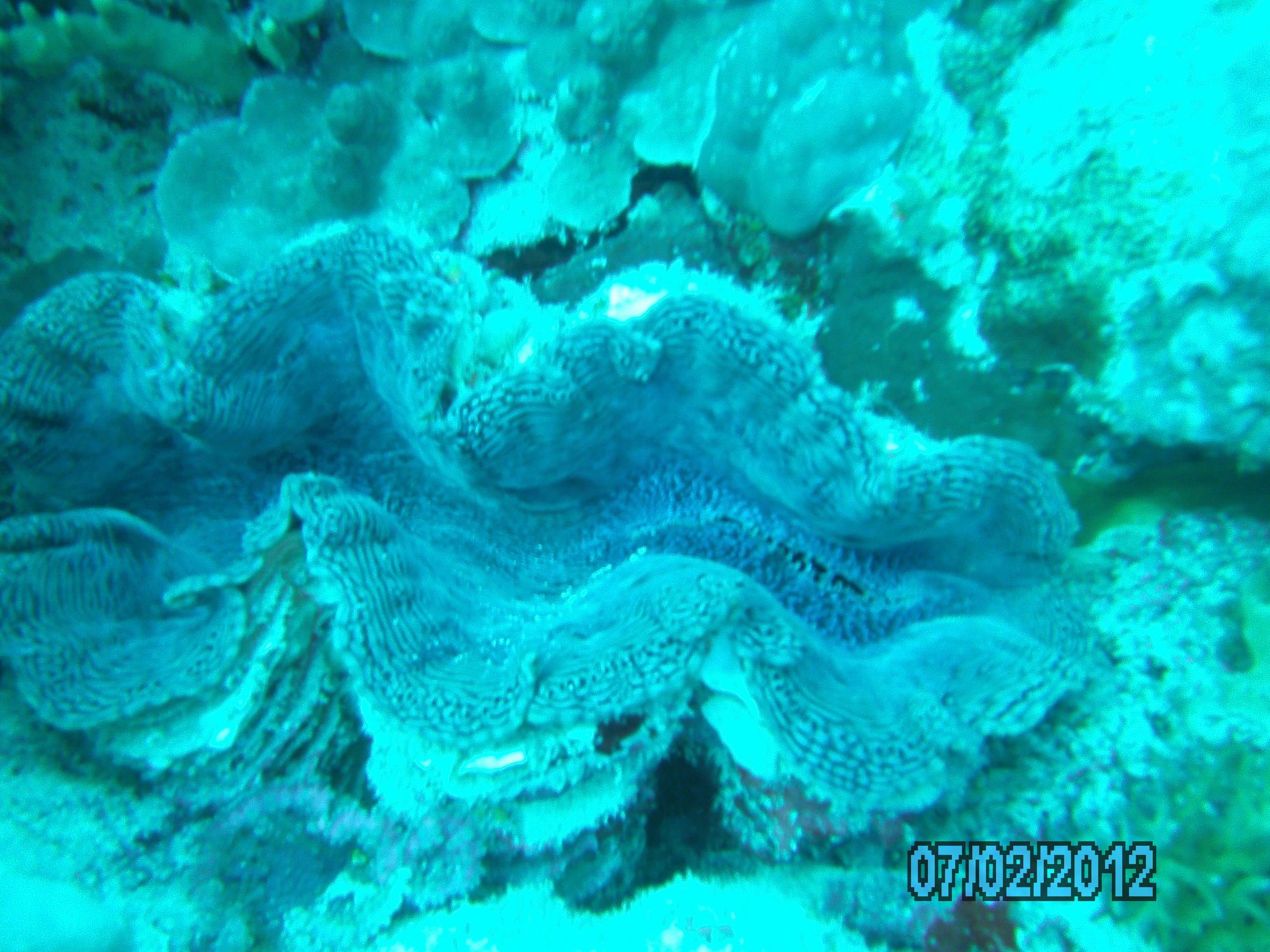 Australia_Underwater_2012_346