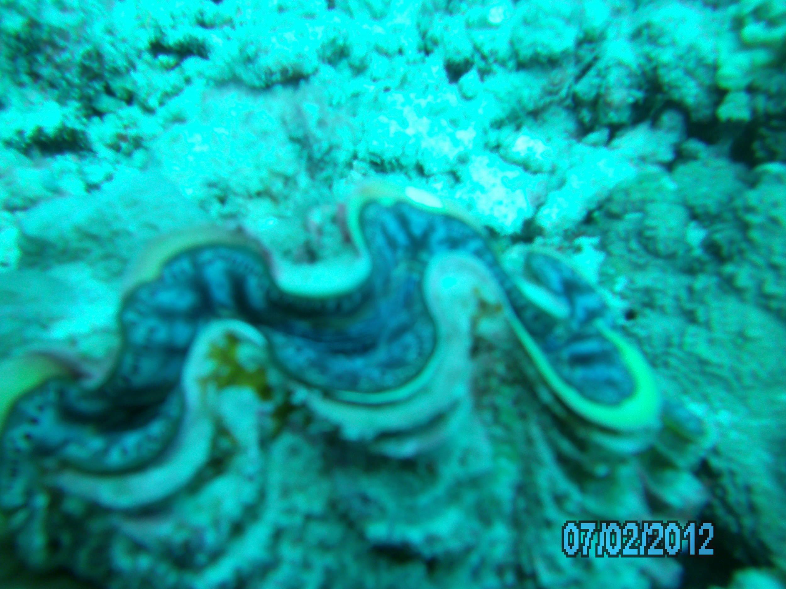 Australia_Underwater_2012_347