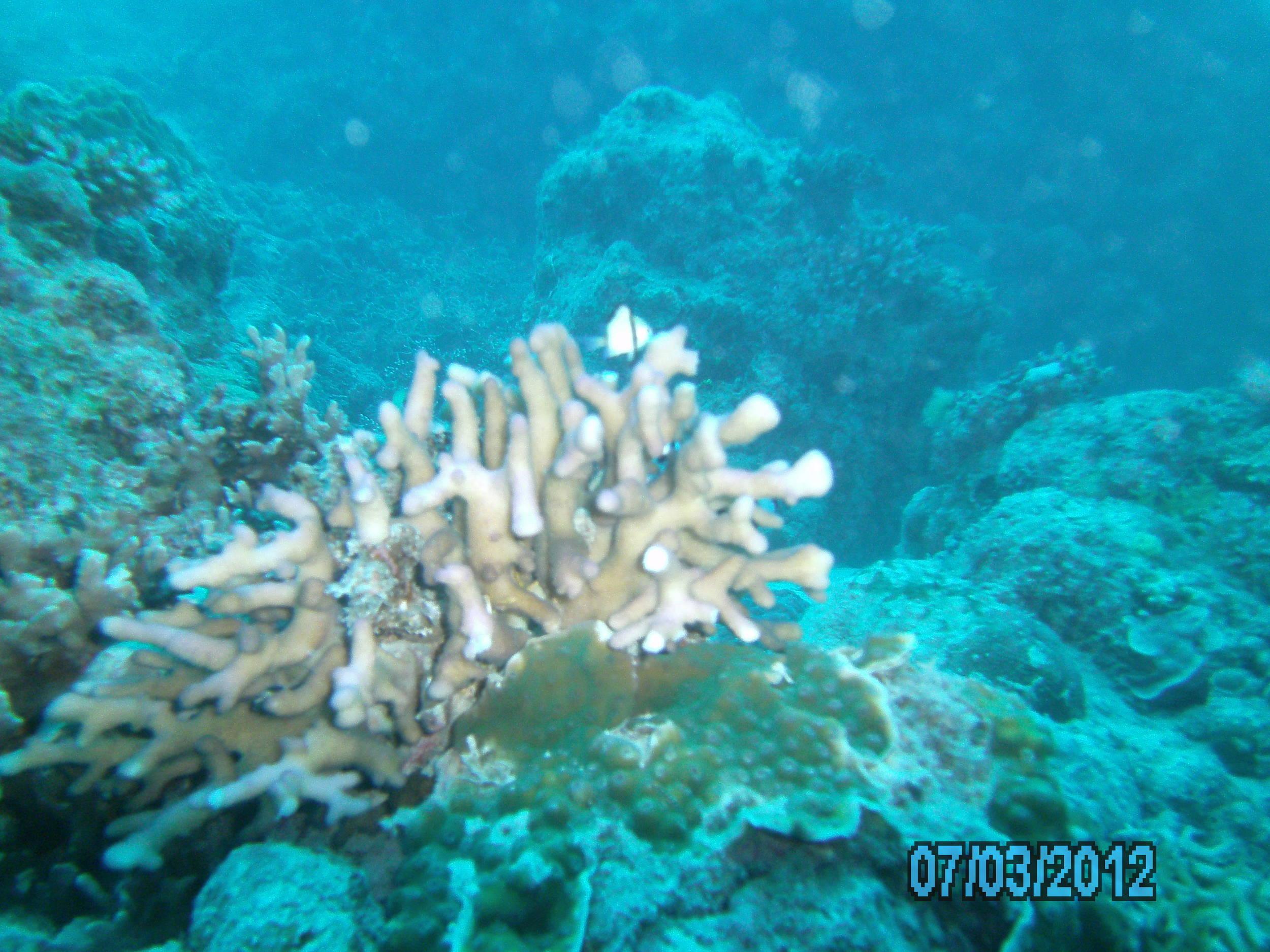 Australia_Underwater_2012_348