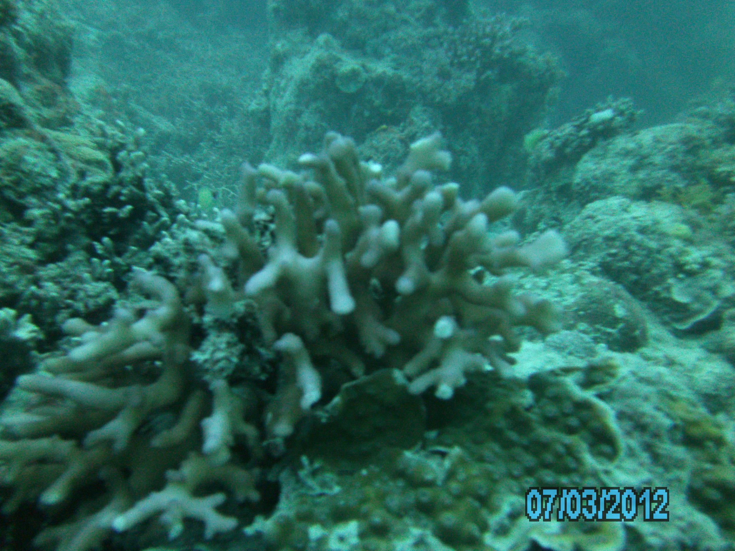 Australia_Underwater_2012_349