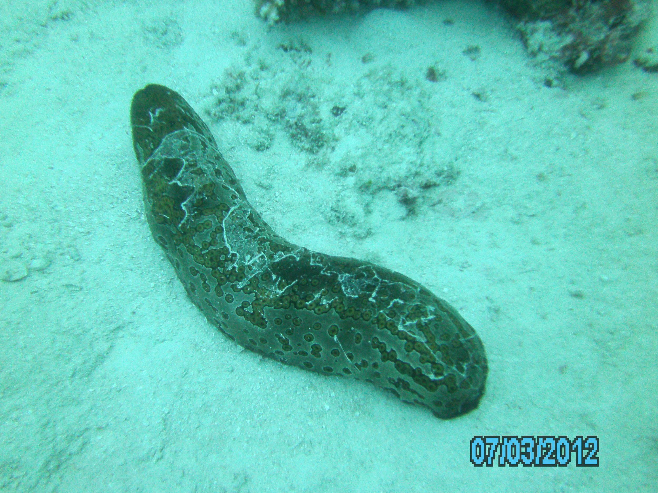 Australia_Underwater_2012_350