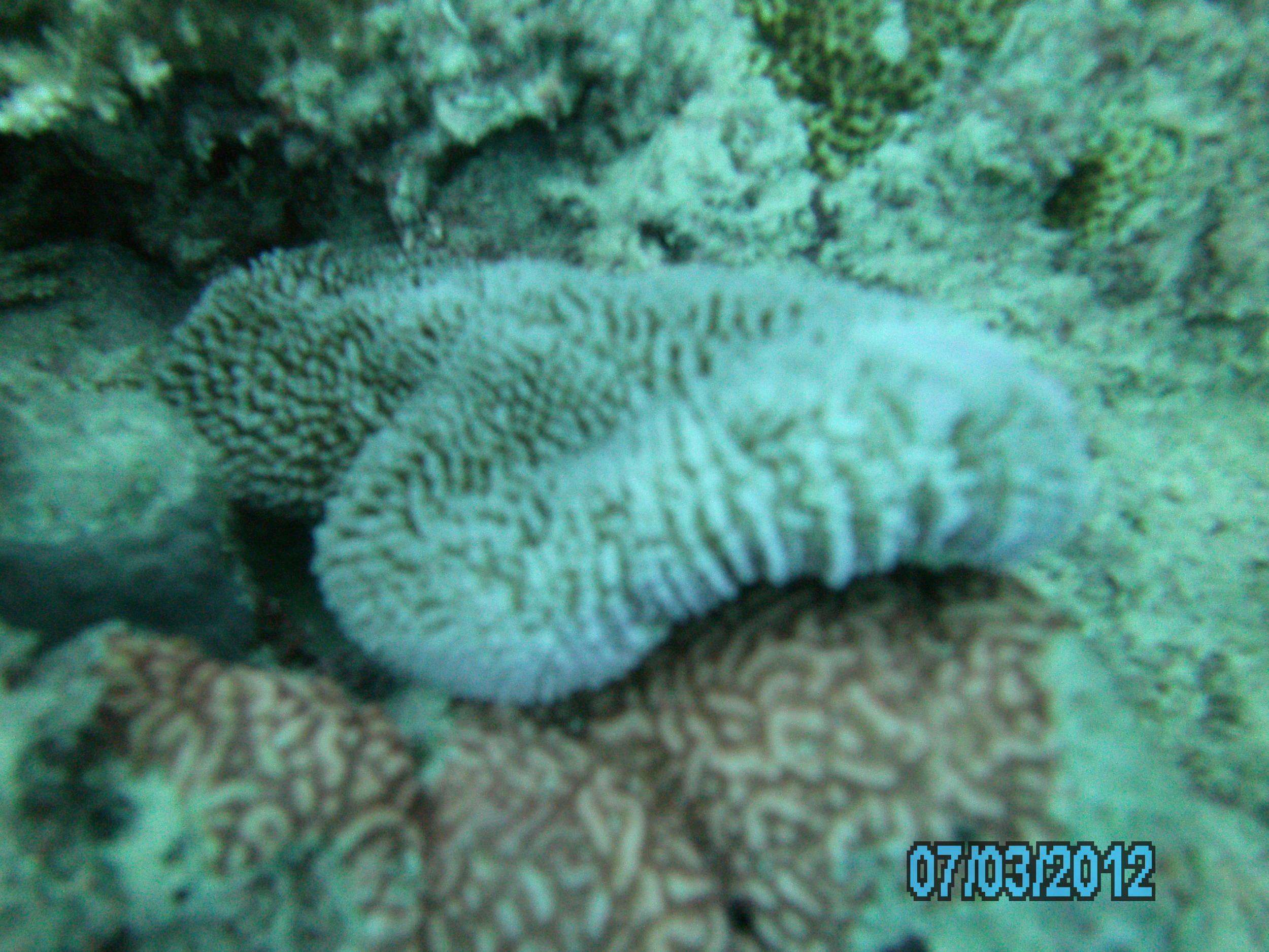 Australia_Underwater_2012_351