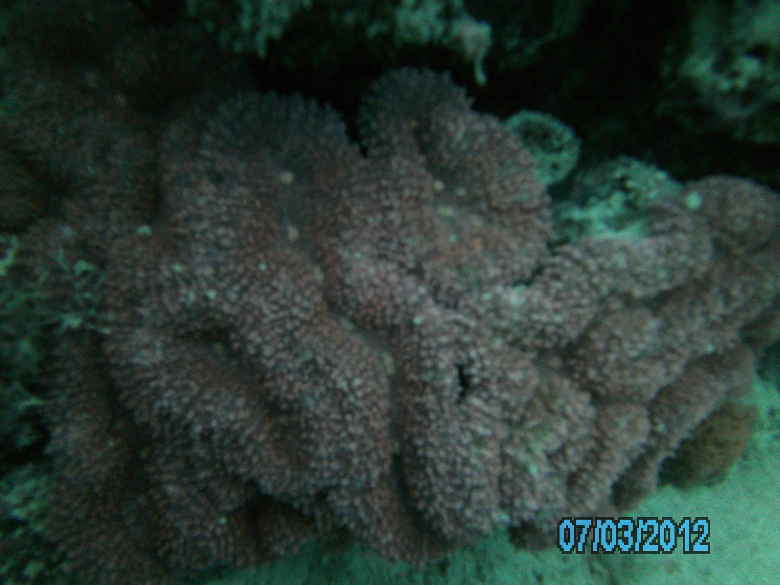 Australia_Underwater_2012_352