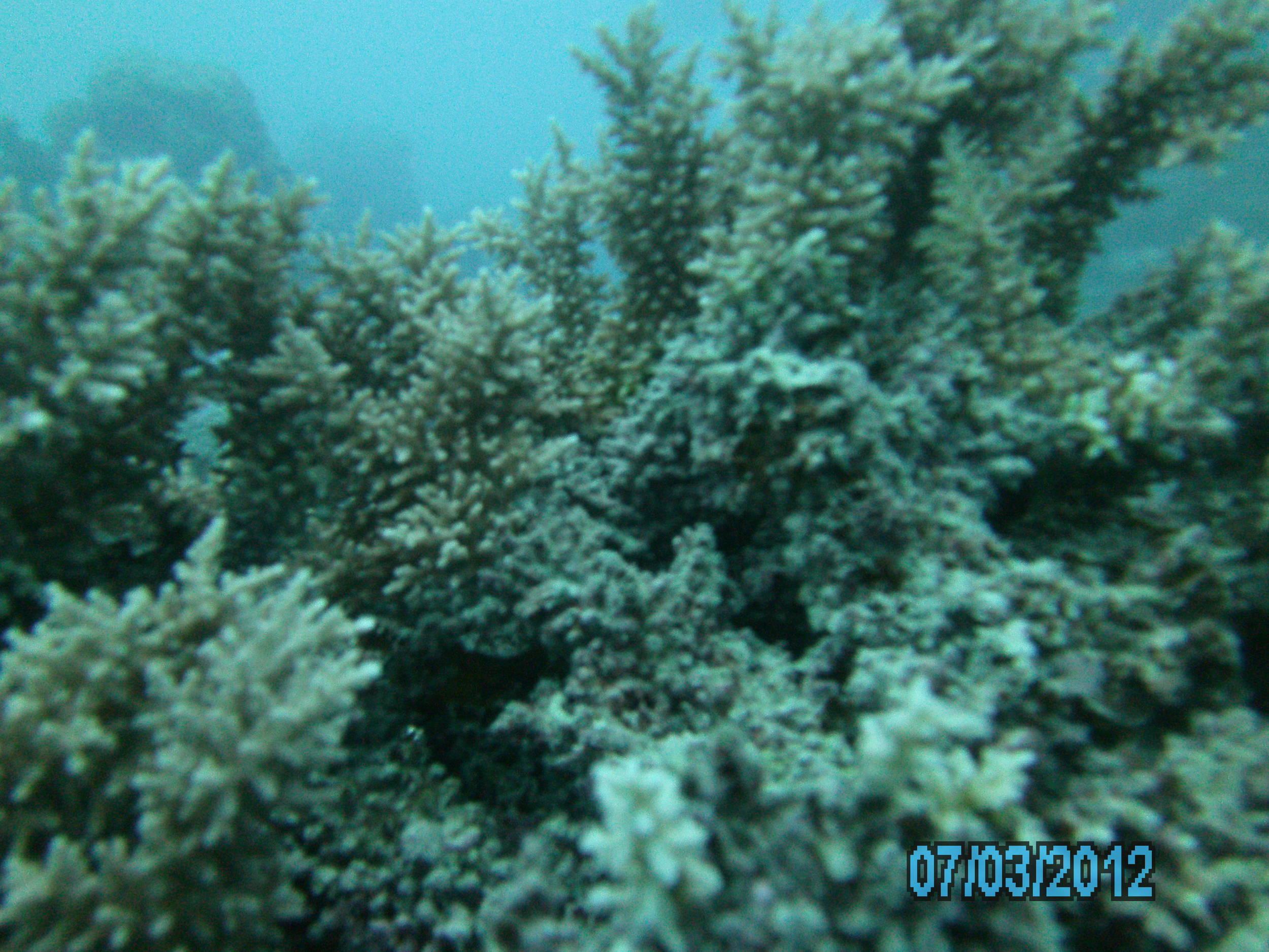 Australia_Underwater_2012_354