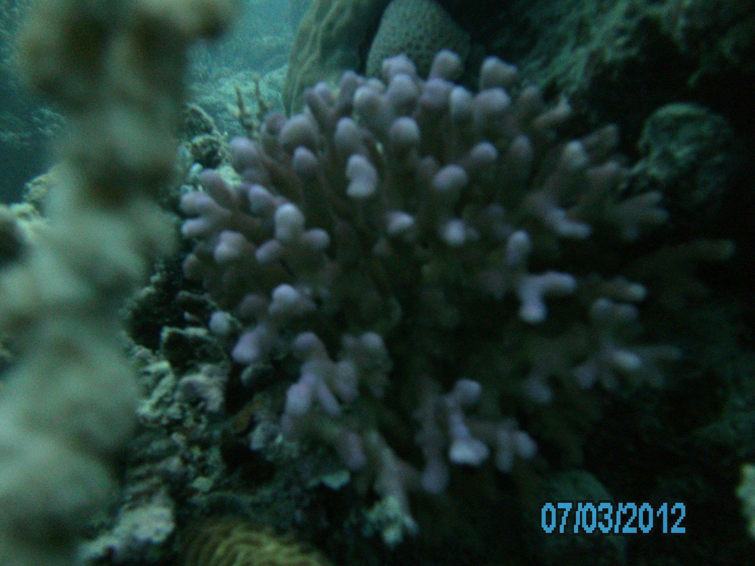 Australia_Underwater_2012_355