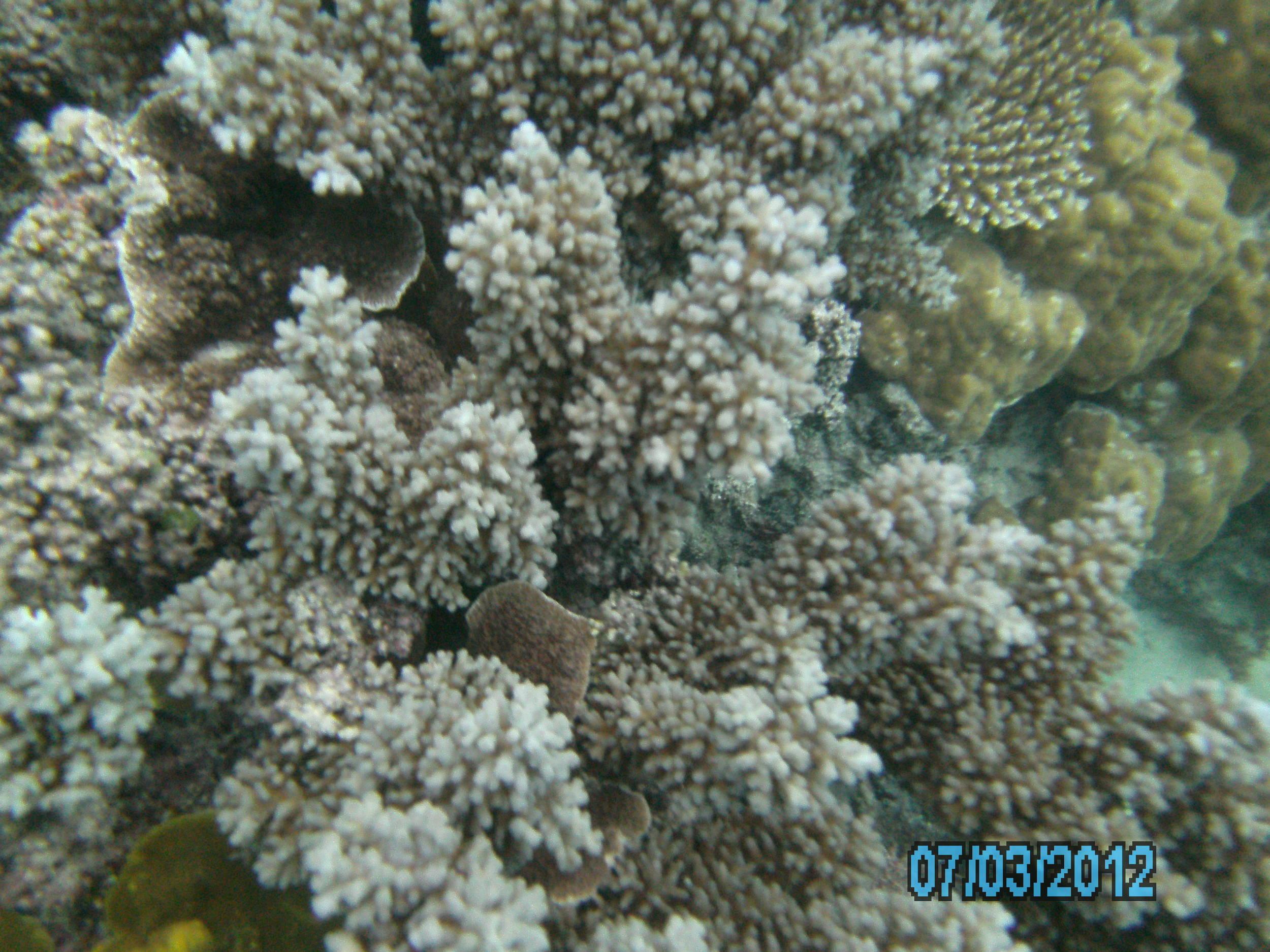 Australia_Underwater_2012_359