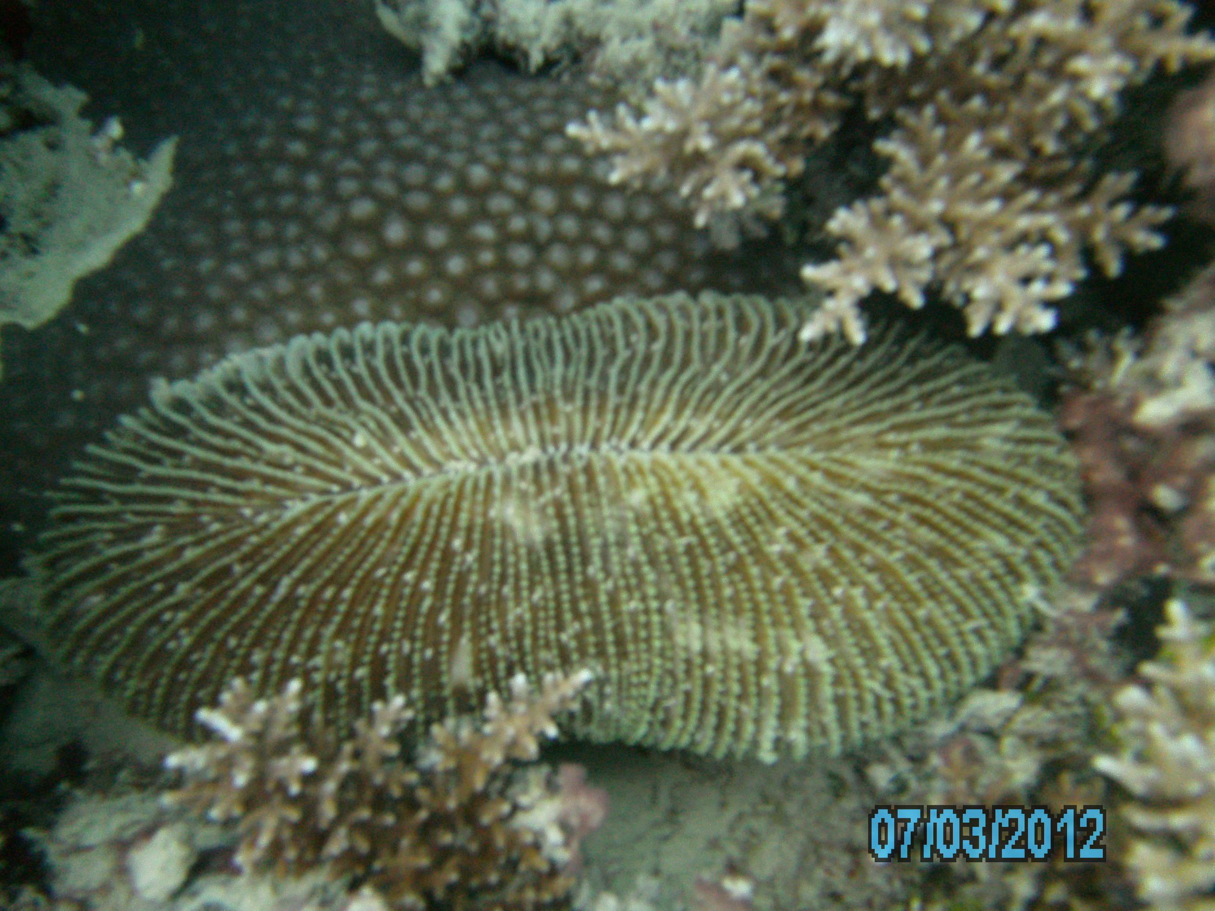 Australia_Underwater_2012_361