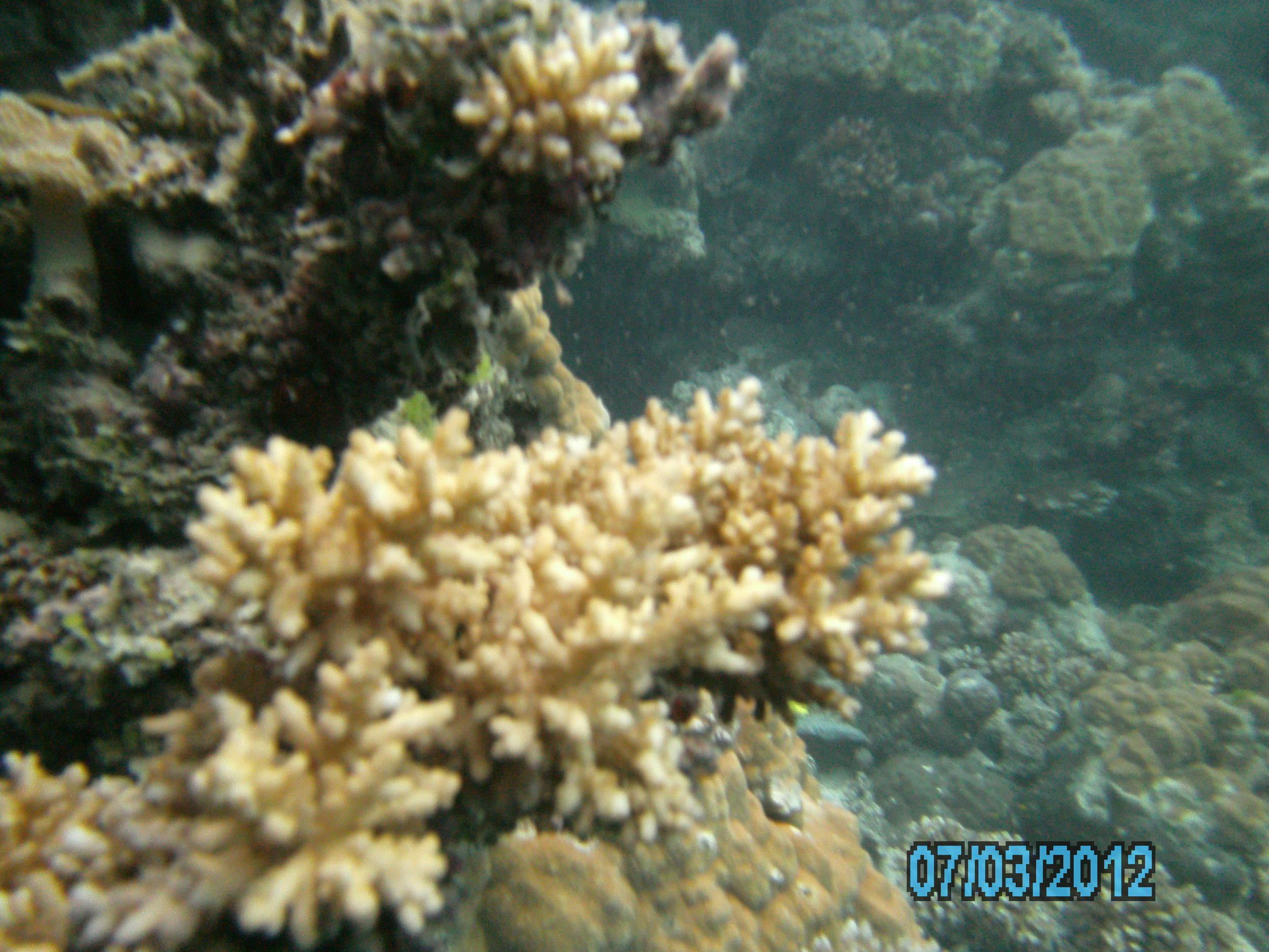 Australia_Underwater_2012_365