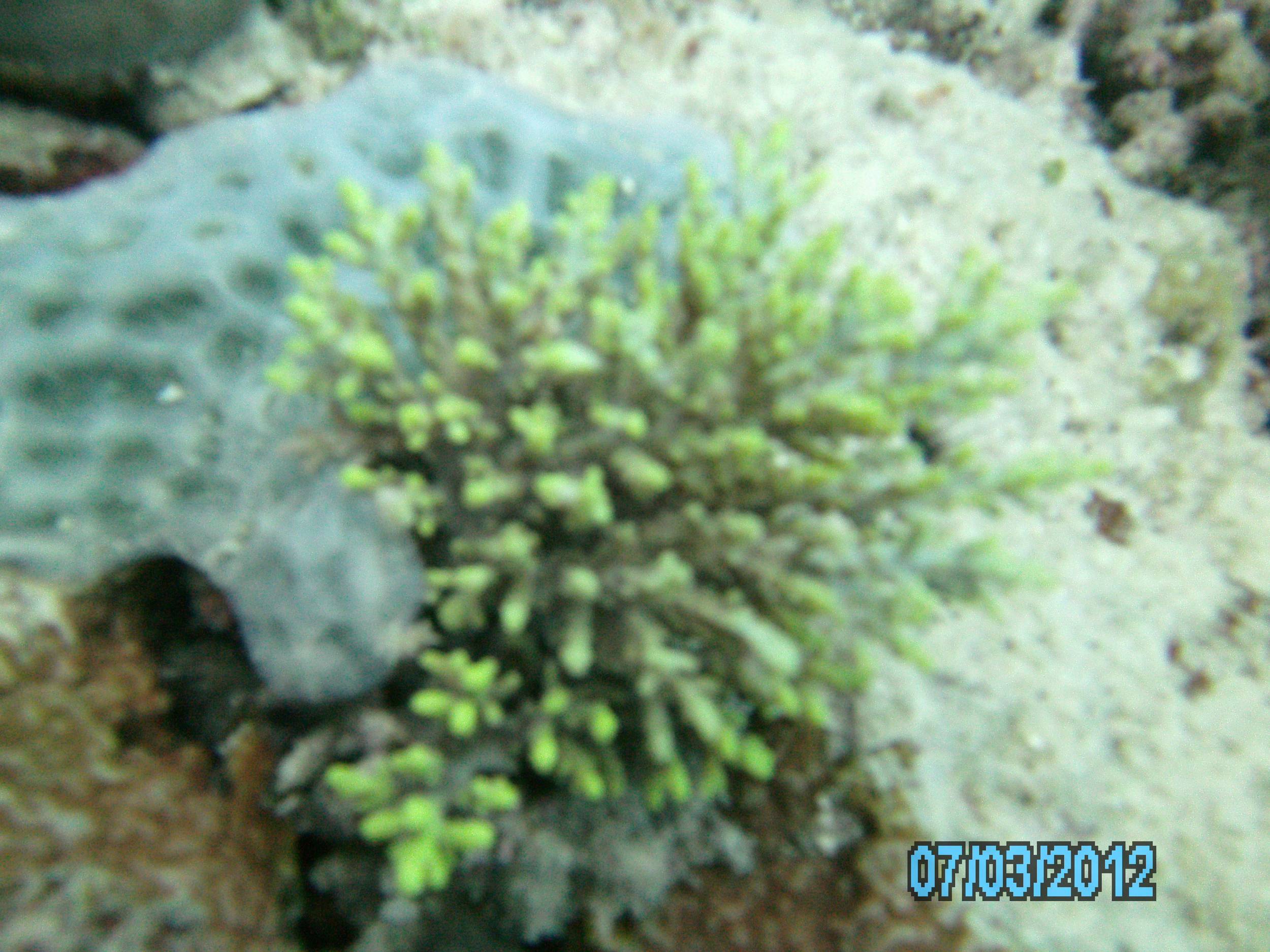 Australia_Underwater_2012_369