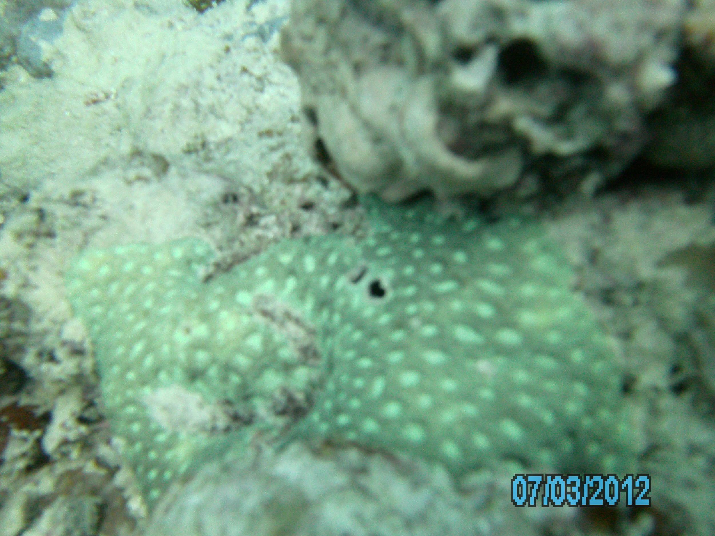 Australia_Underwater_2012_370