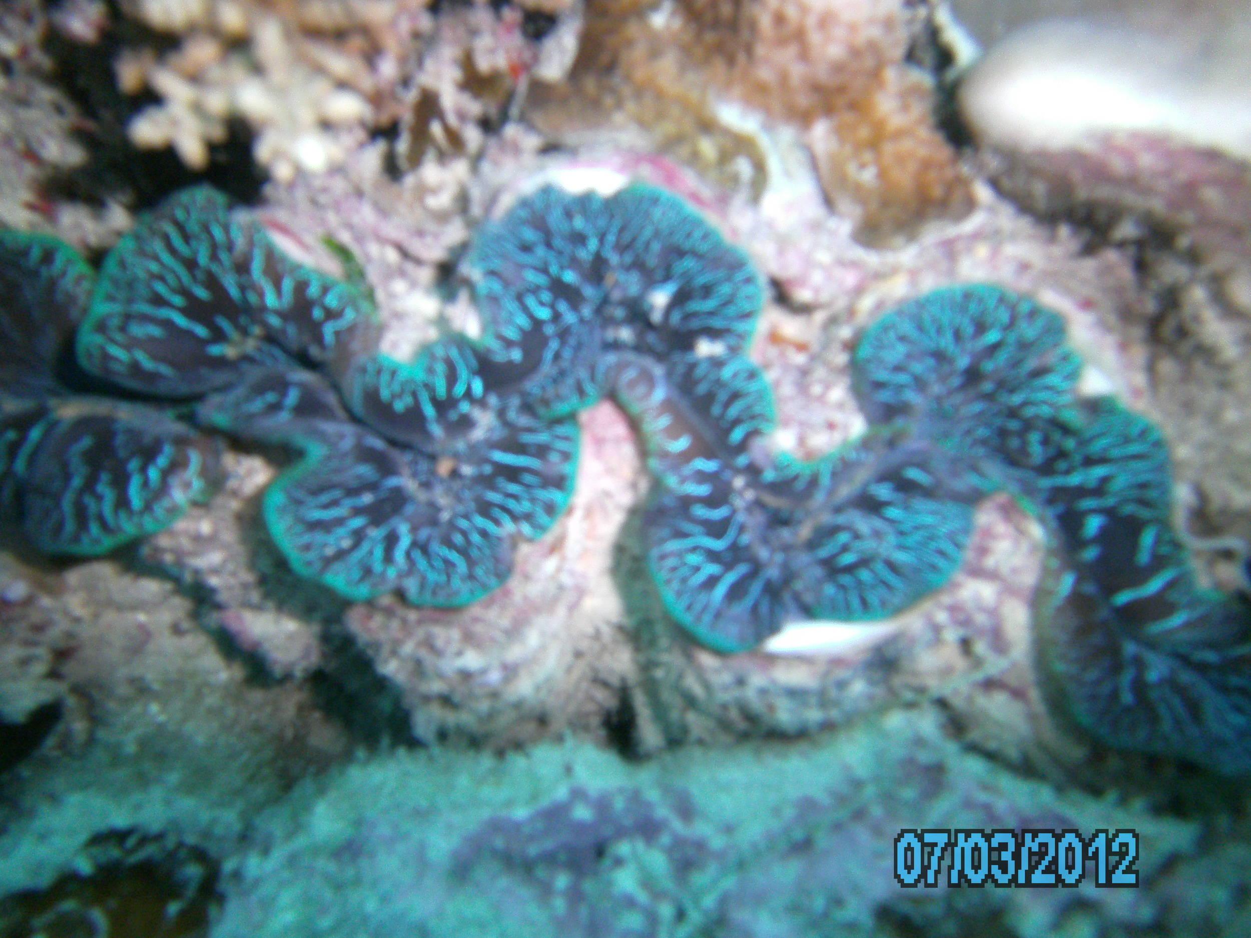 Australia_Underwater_2012_371