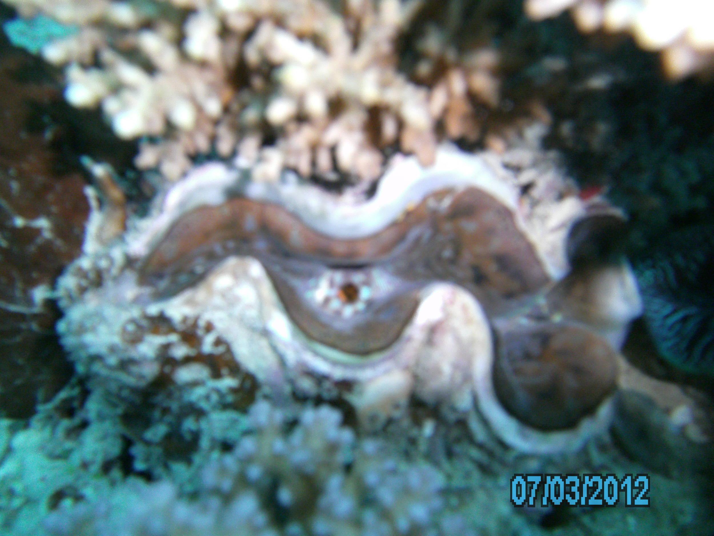 Australia_Underwater_2012_372