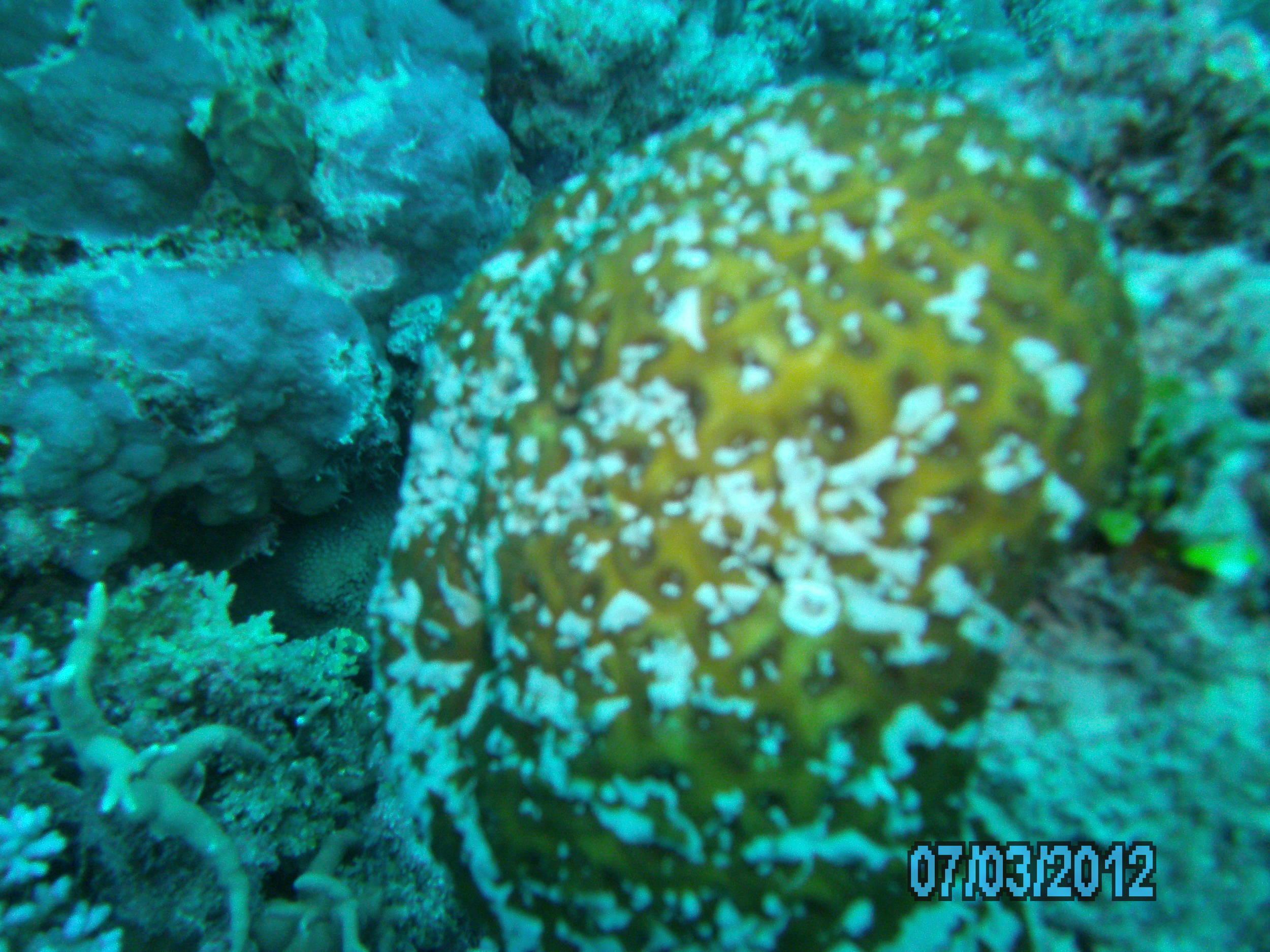 Australia_Underwater_2012_374