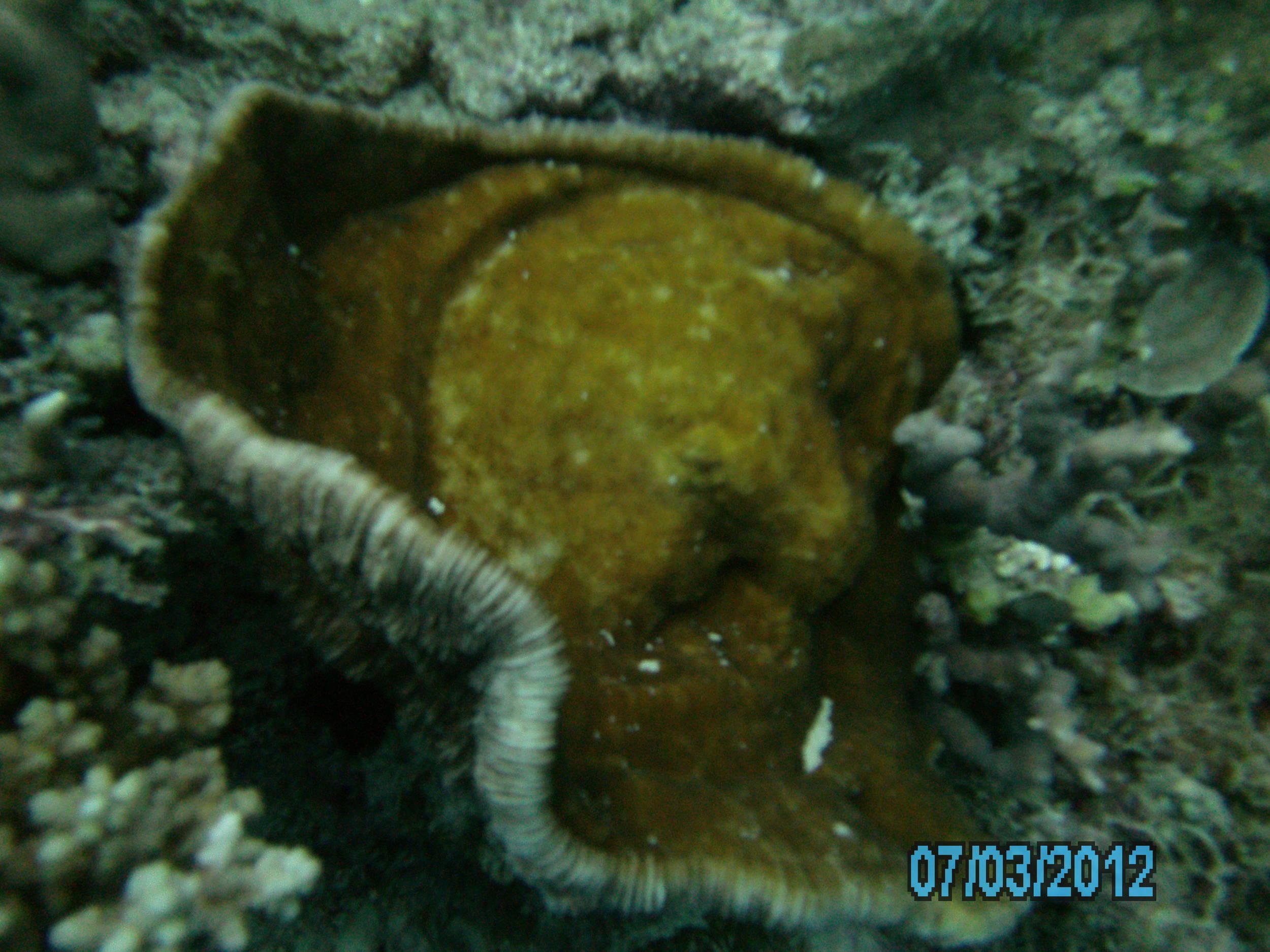 Australia_Underwater_2012_383