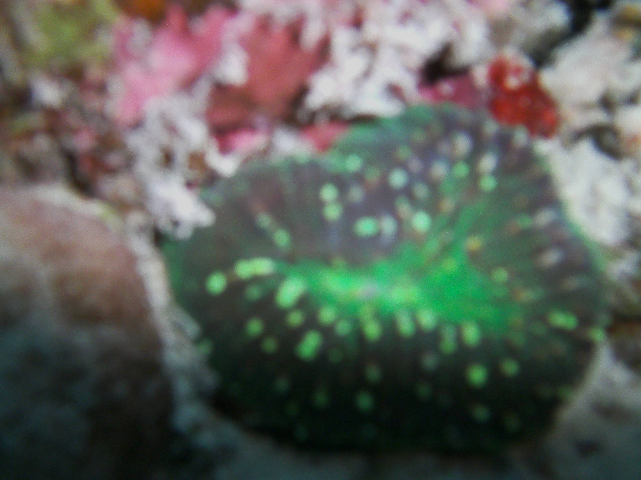 Australia_Underwater_2012_385