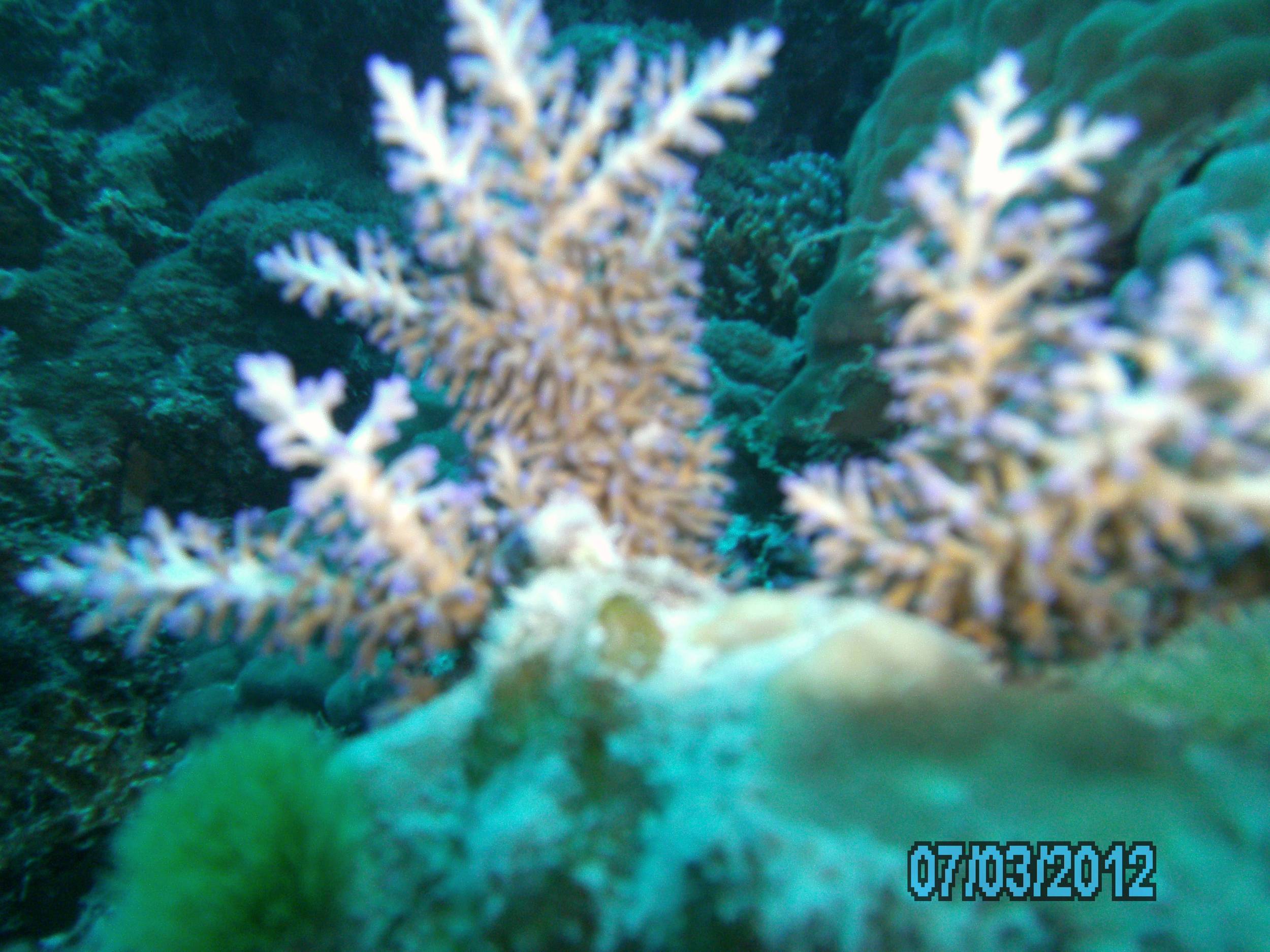 Australia_Underwater_2012_387