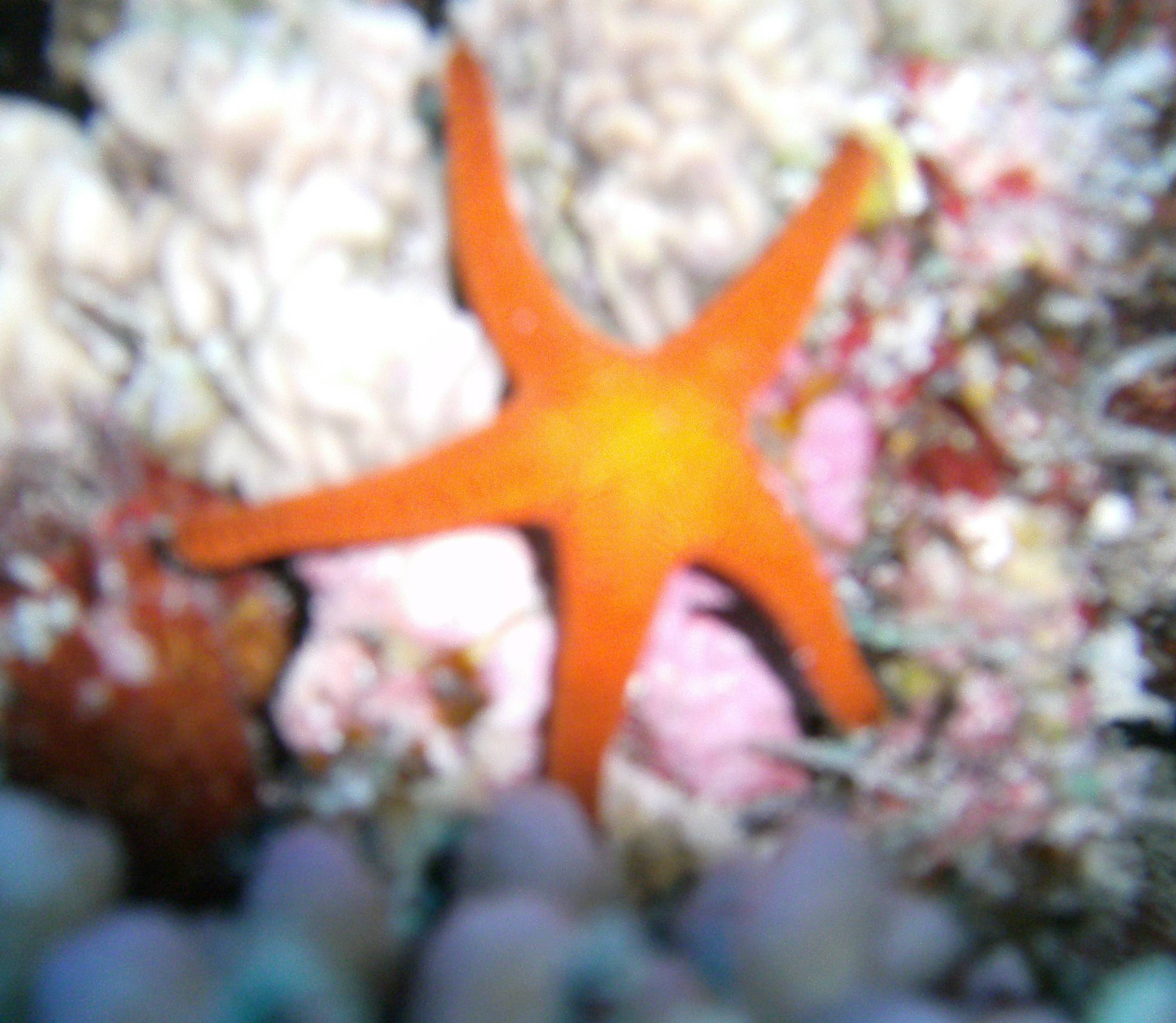 Australia_Underwater_2012_389