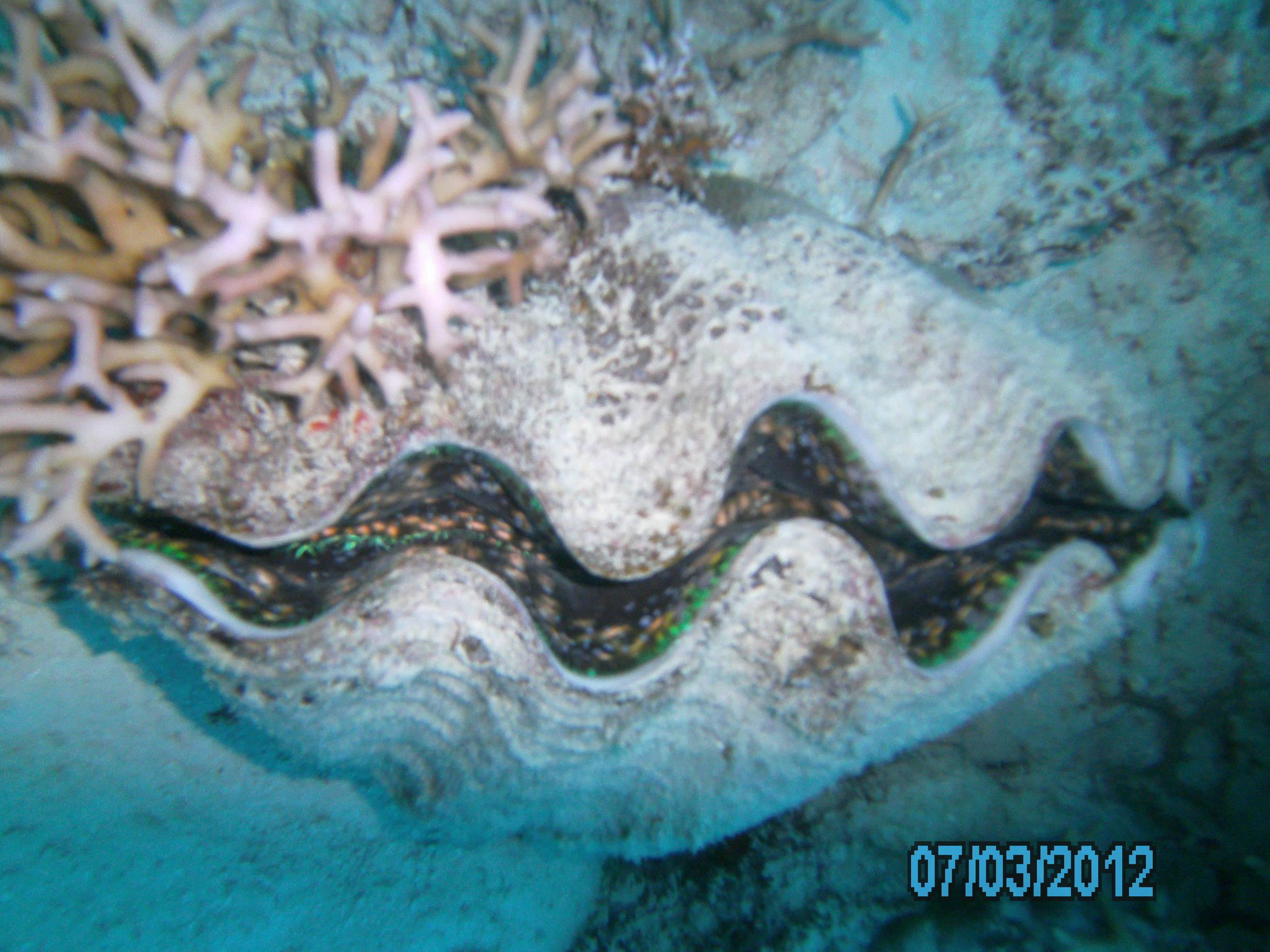 Australia_Underwater_2012_392