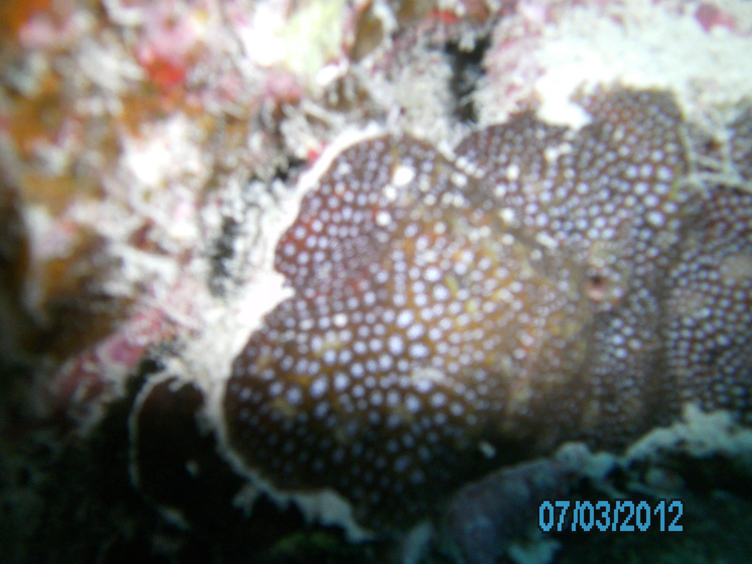 Australia_Underwater_2012_394