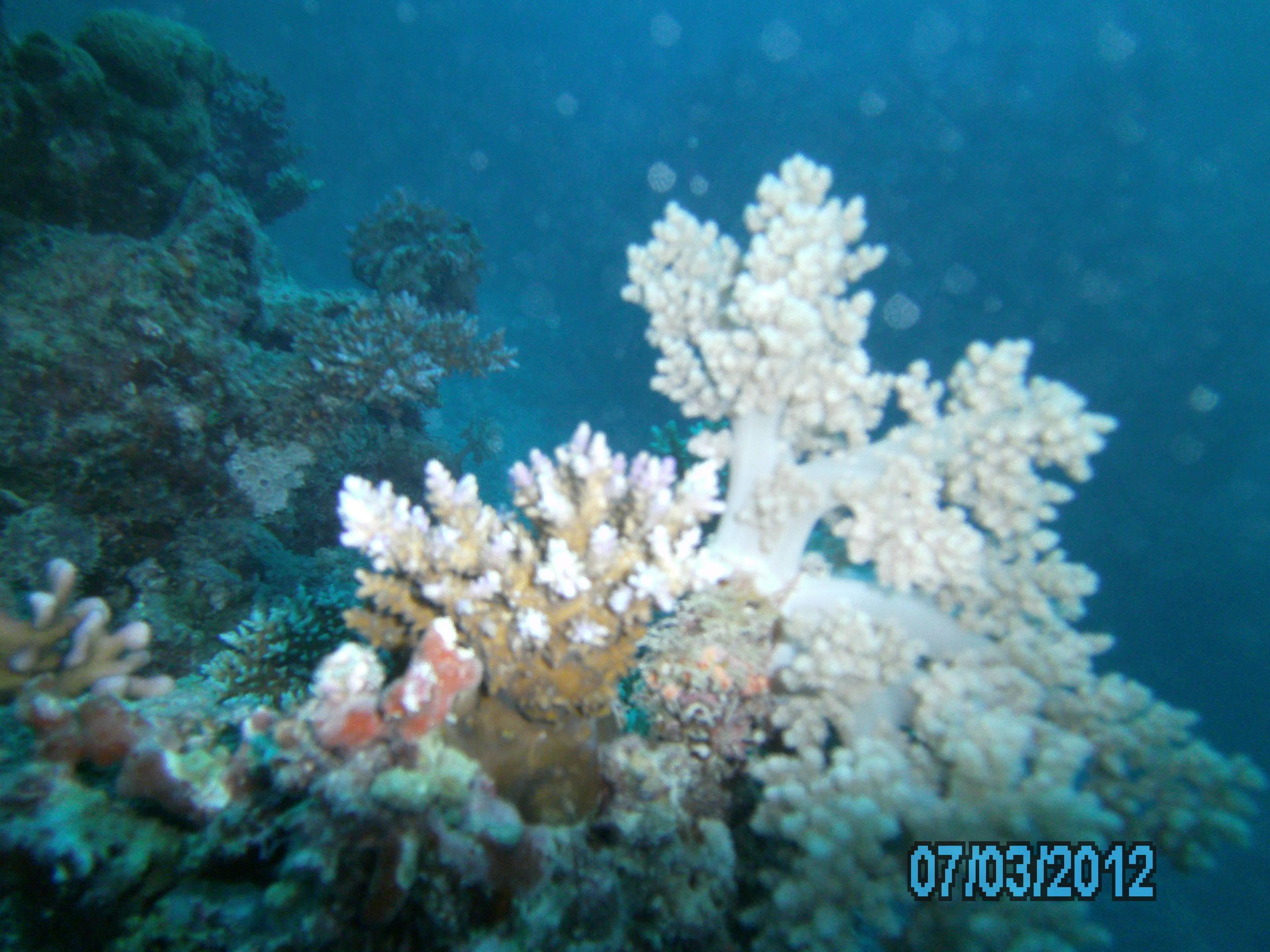 Australia_Underwater_2012_402