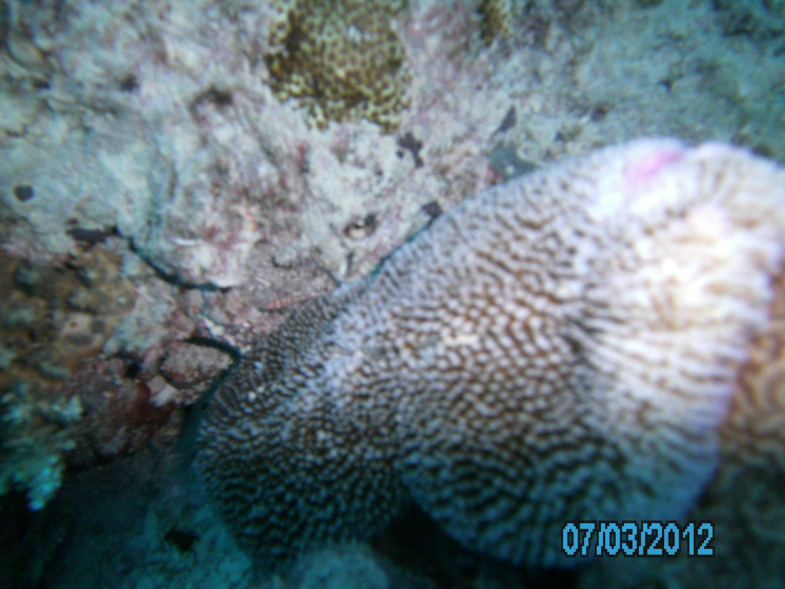 Australia_Underwater_2012_404