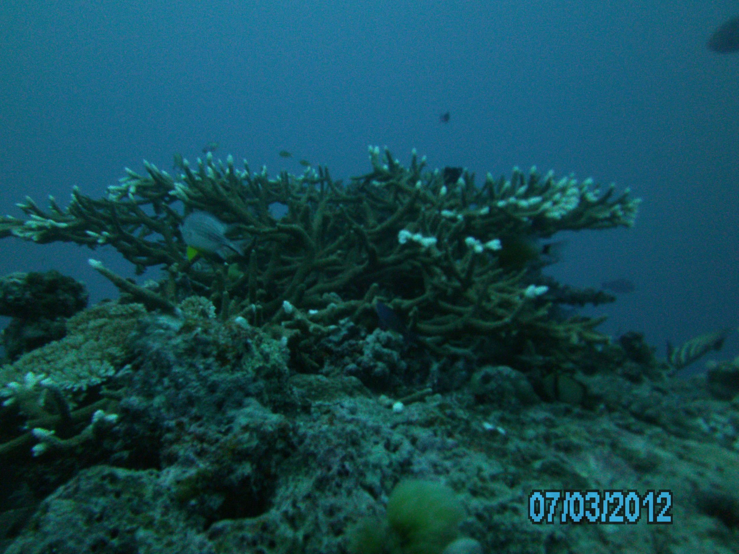 Australia_Underwater_2012_414