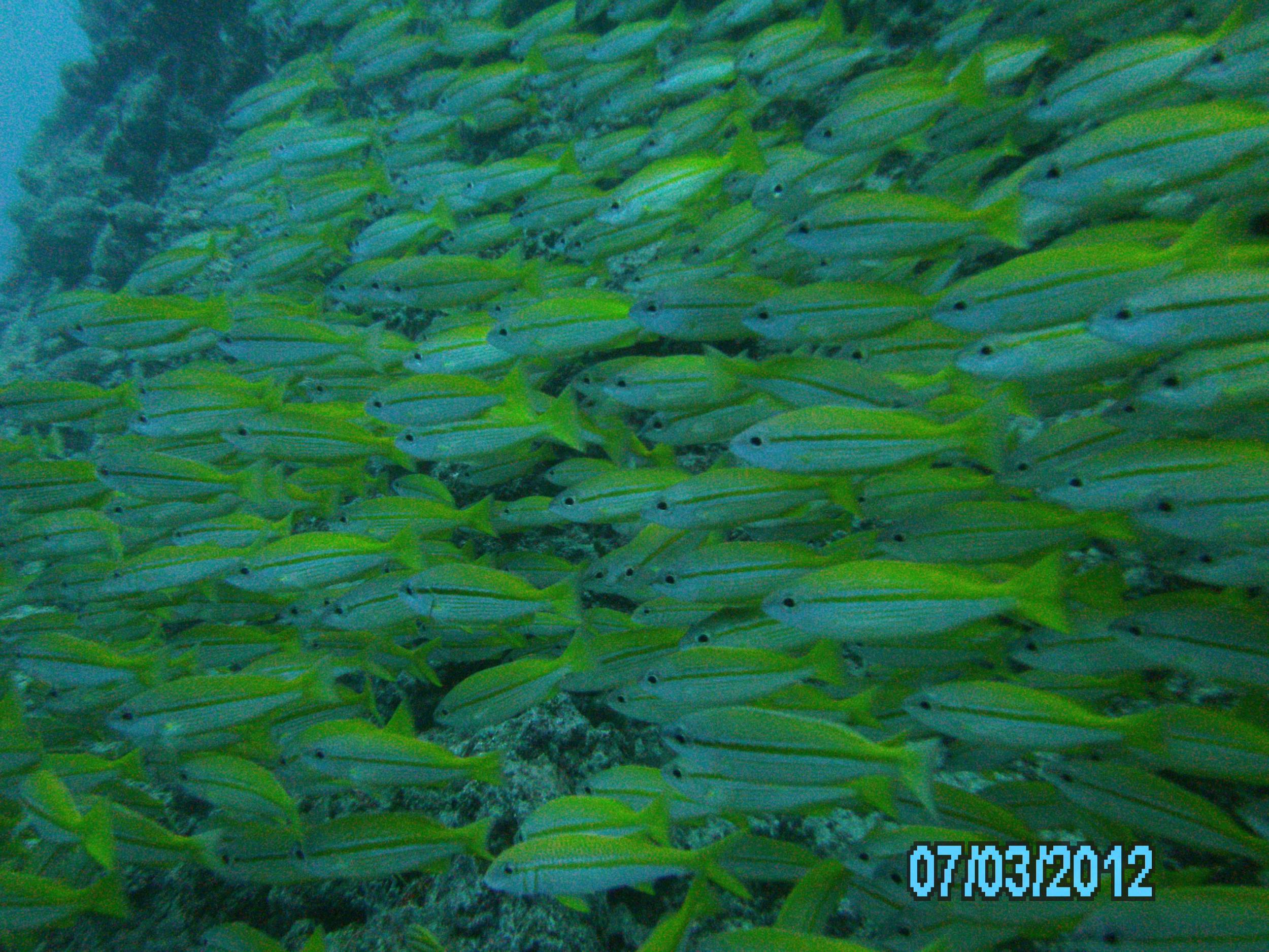 Australia_Underwater_2012_421