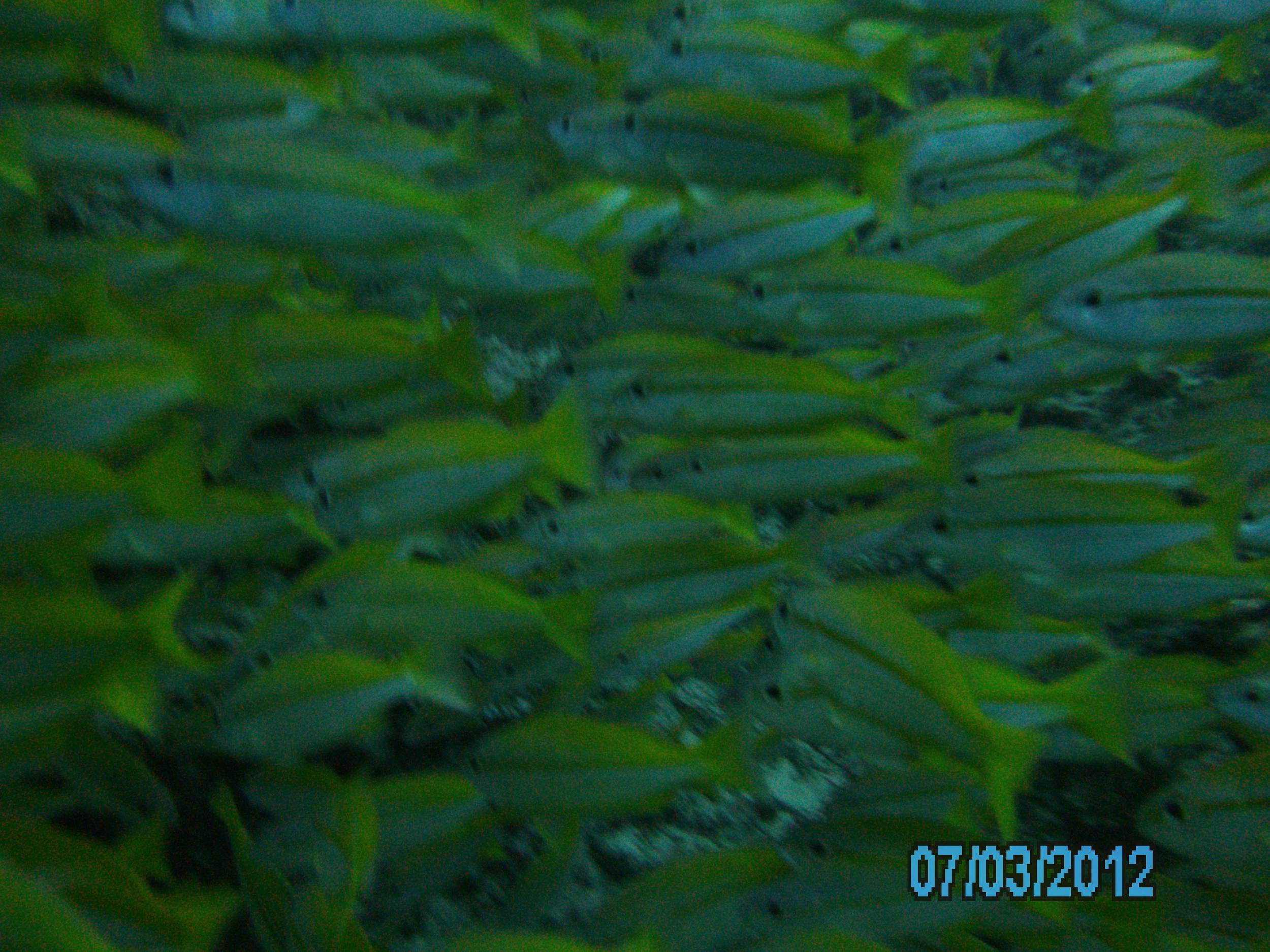 Australia_Underwater_2012_422