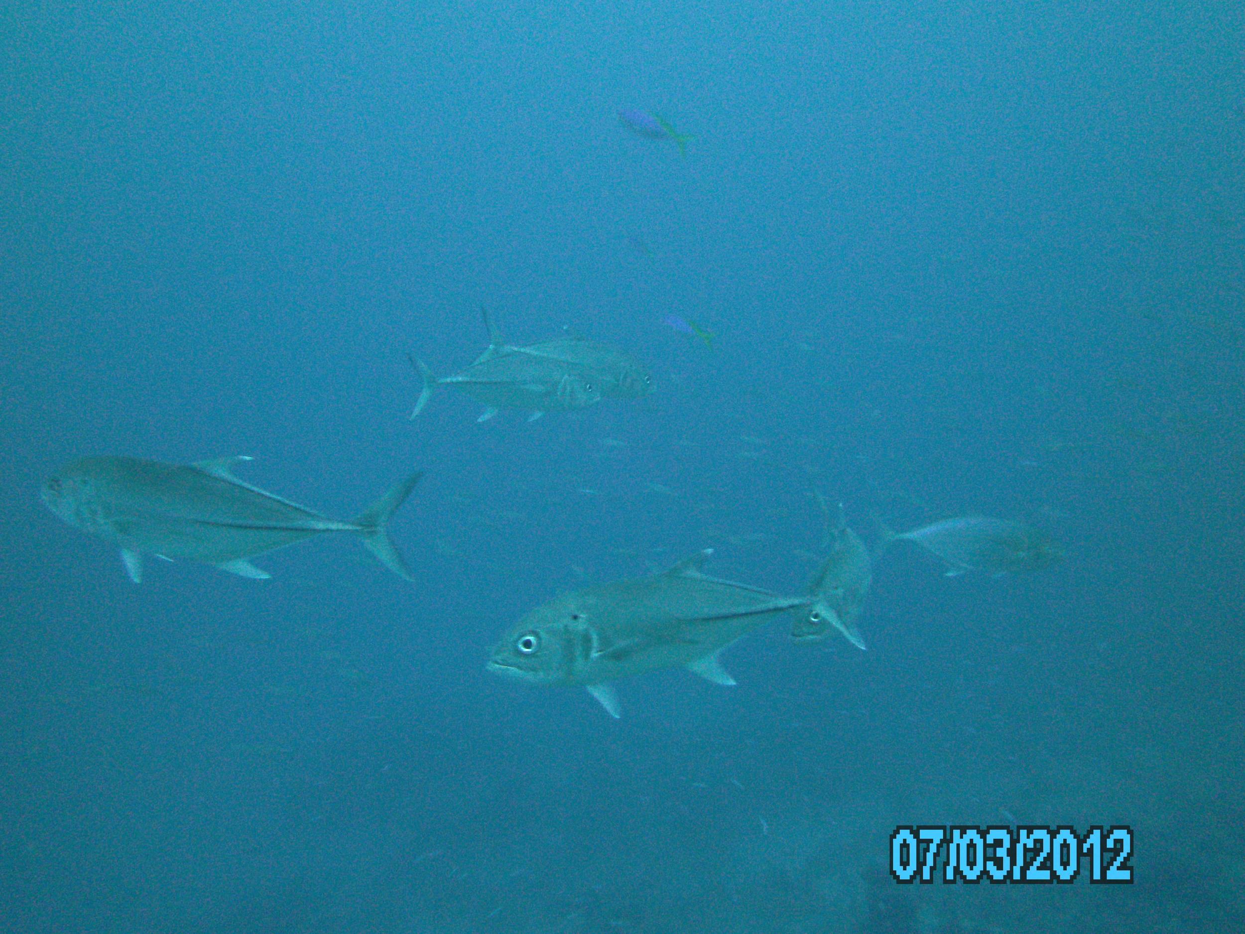 Australia_Underwater_2012_431