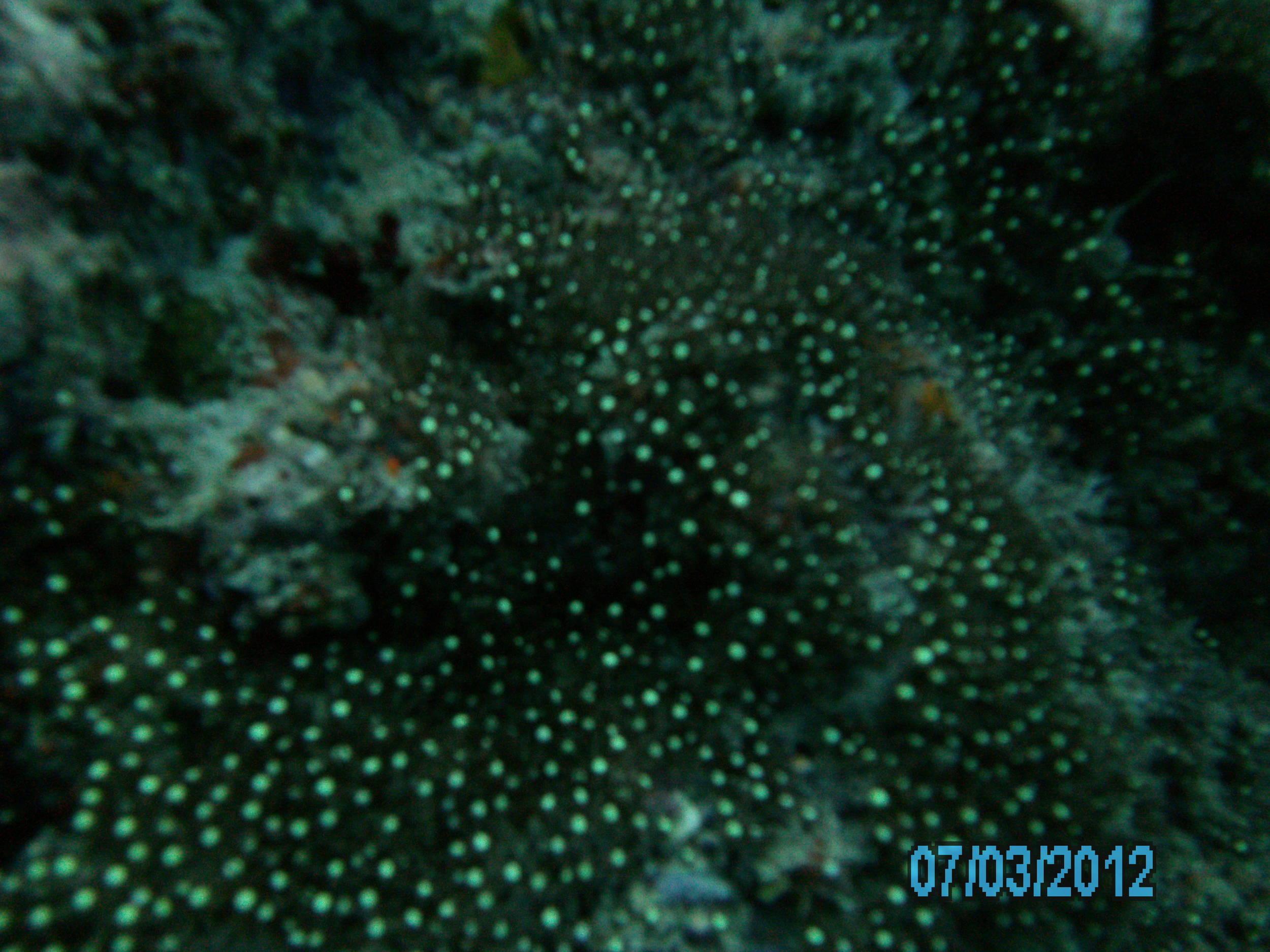 Australia_Underwater_2012_434