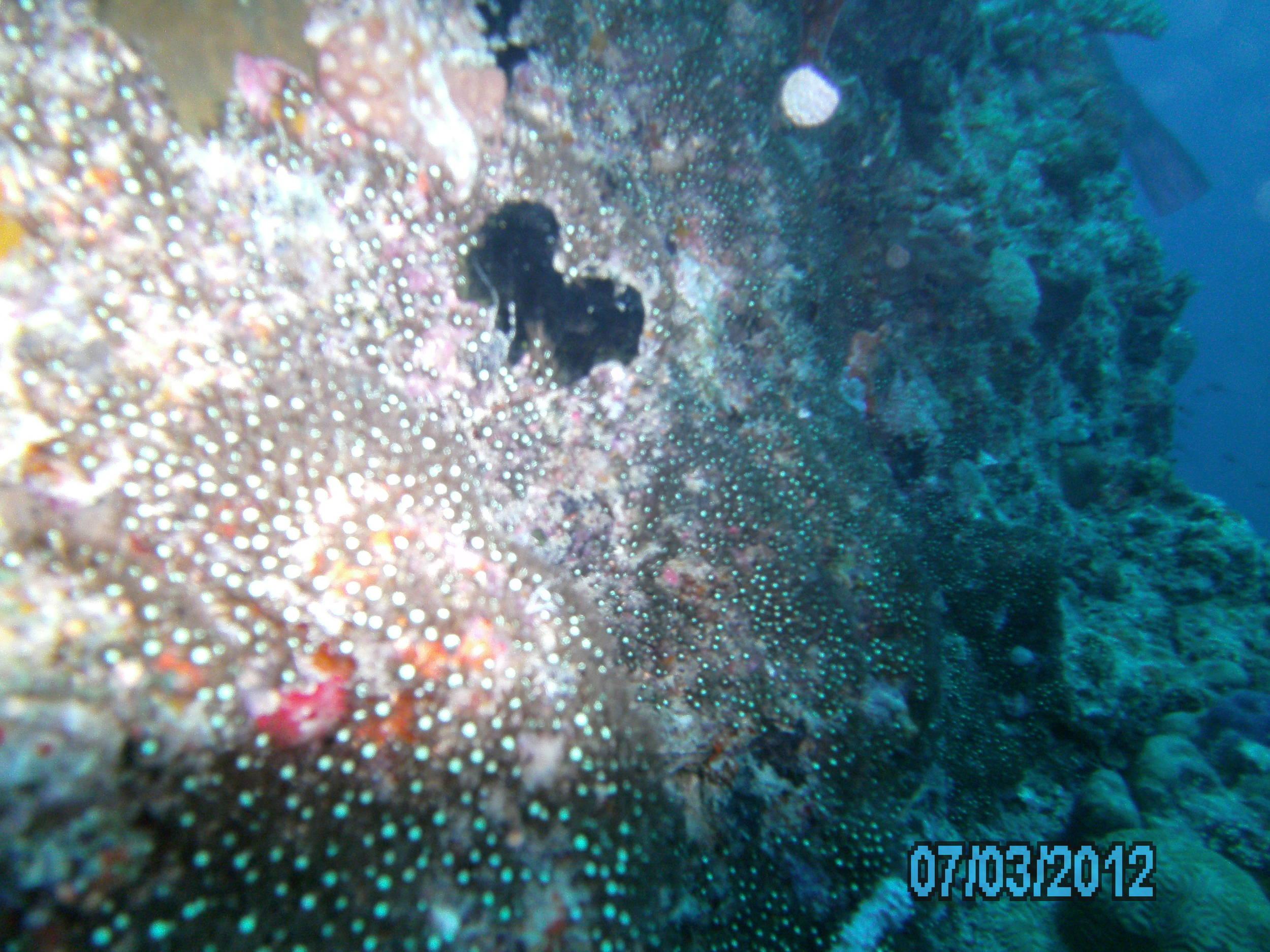 Australia_Underwater_2012_435