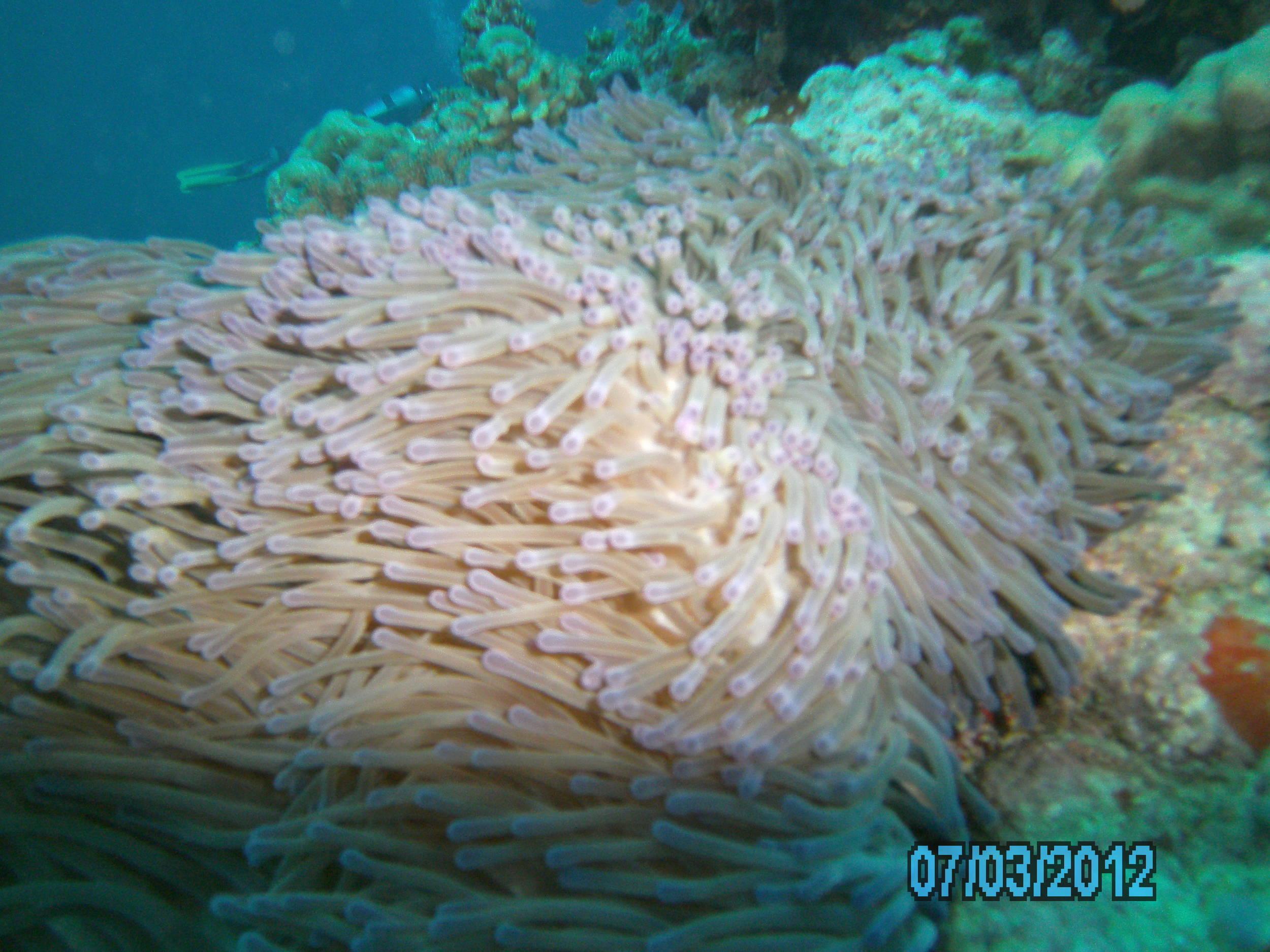 Australia_Underwater_2012_437