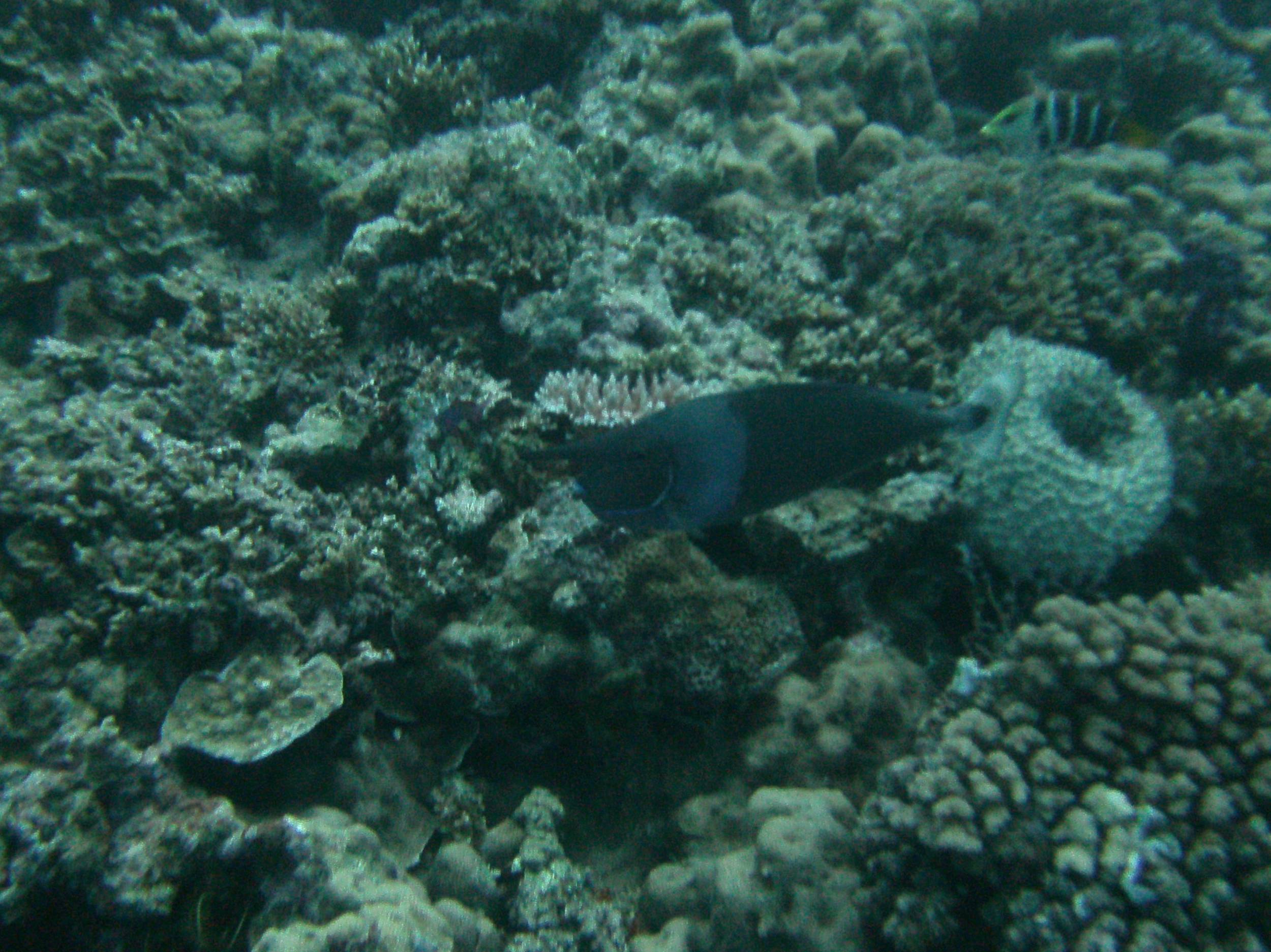 Australia_Underwater_2012_441