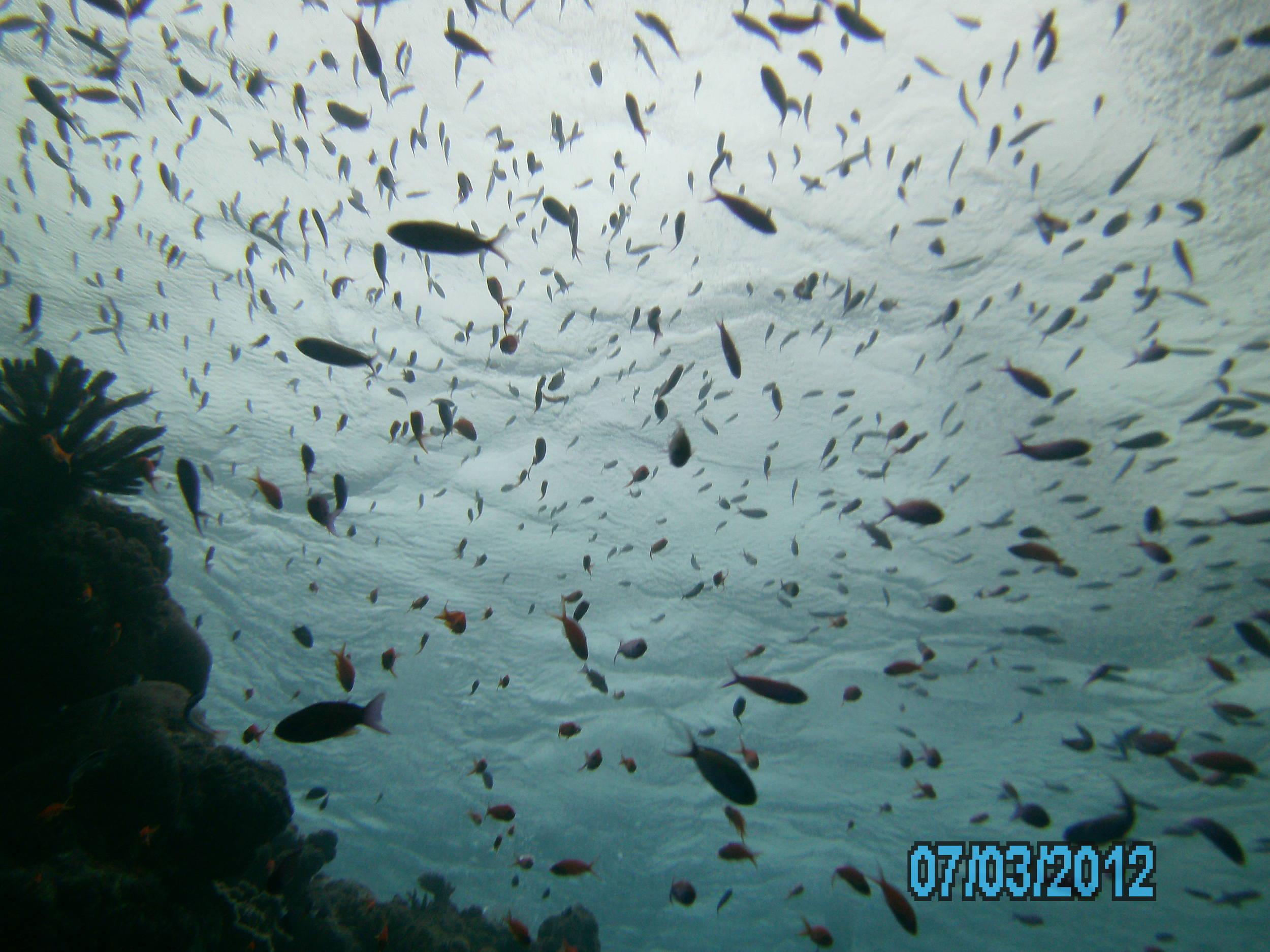 Australia_Underwater_2012_451