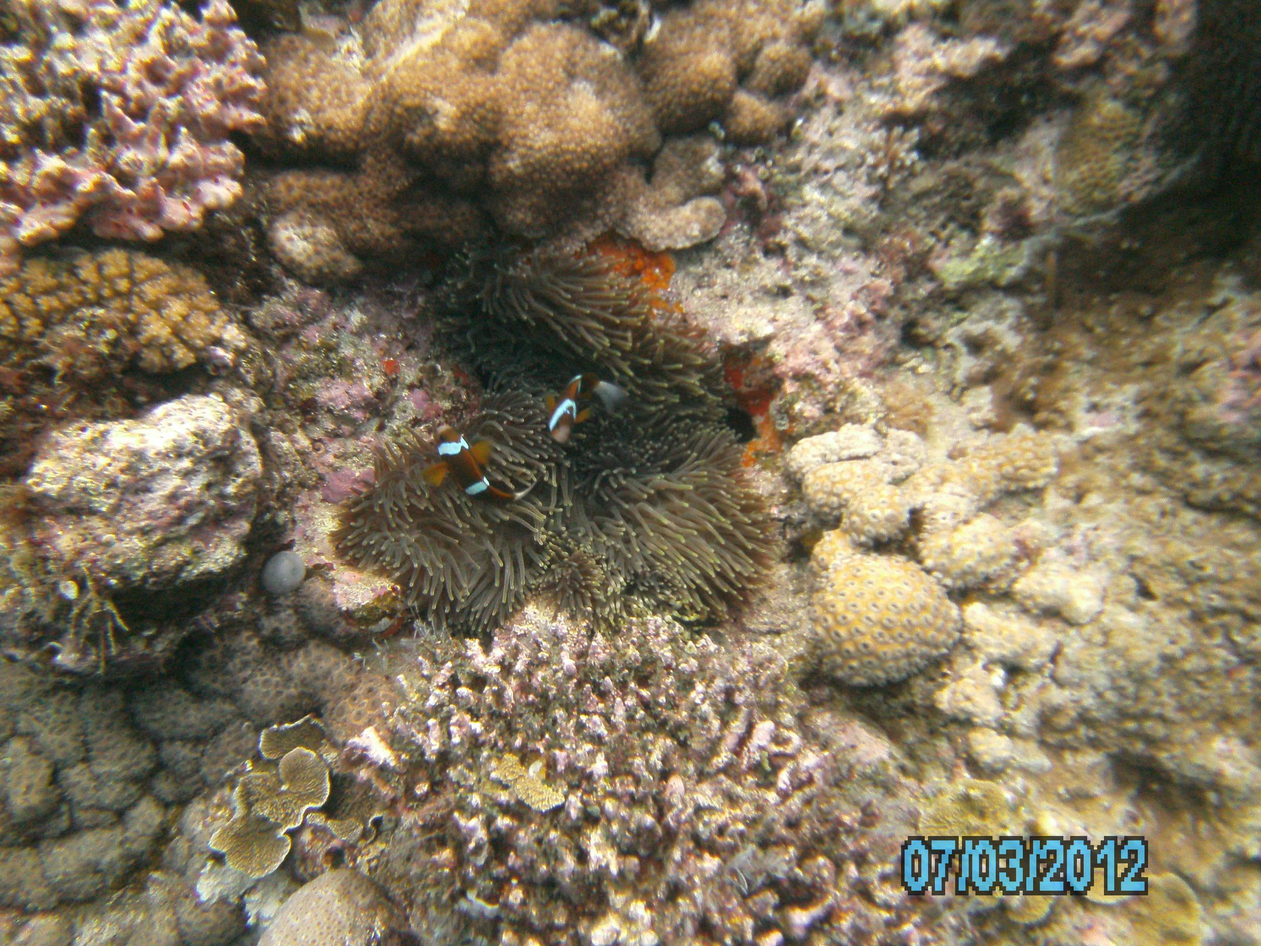 Australia_Underwater_2012_454