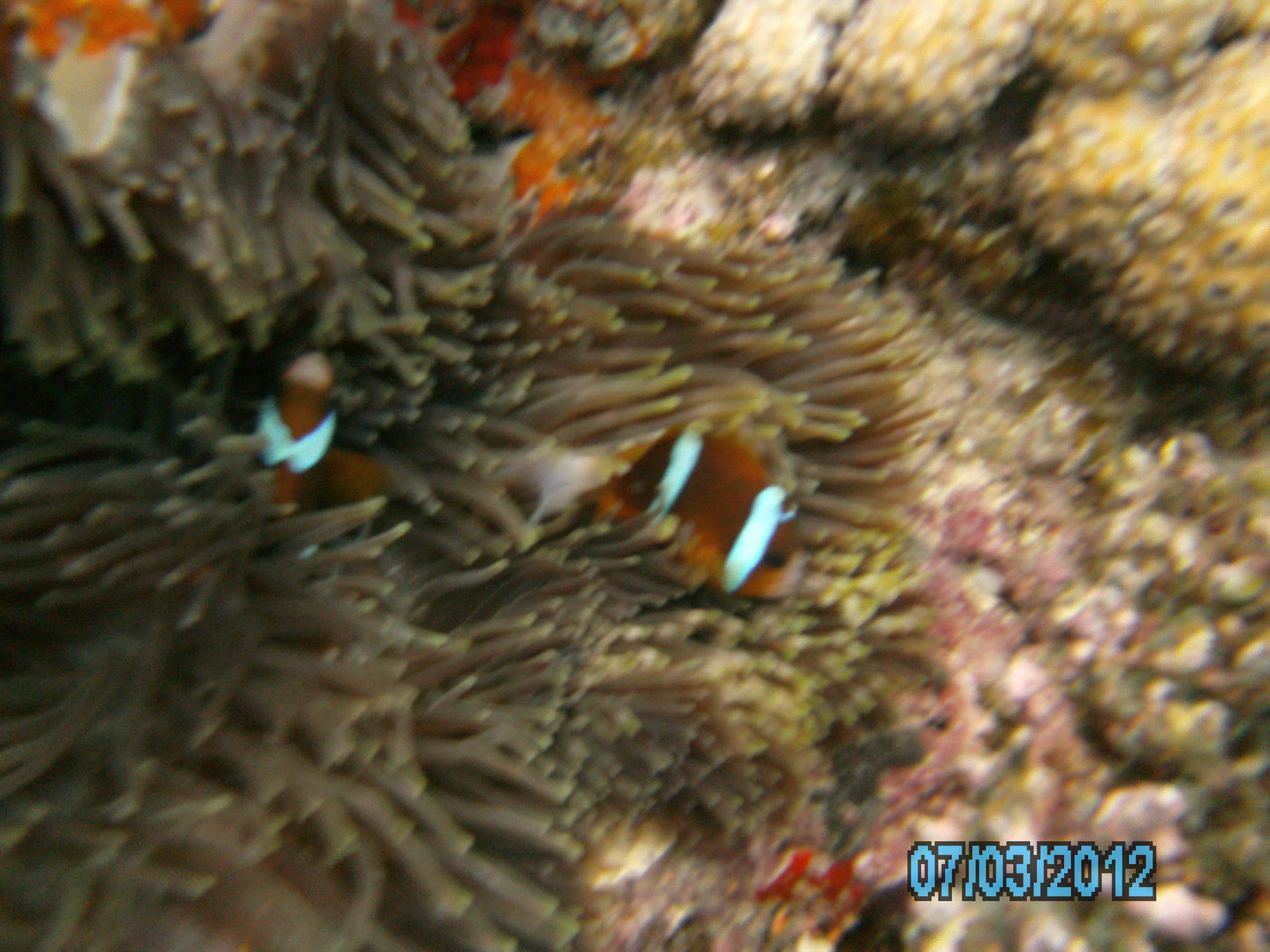 Australia_Underwater_2012_455