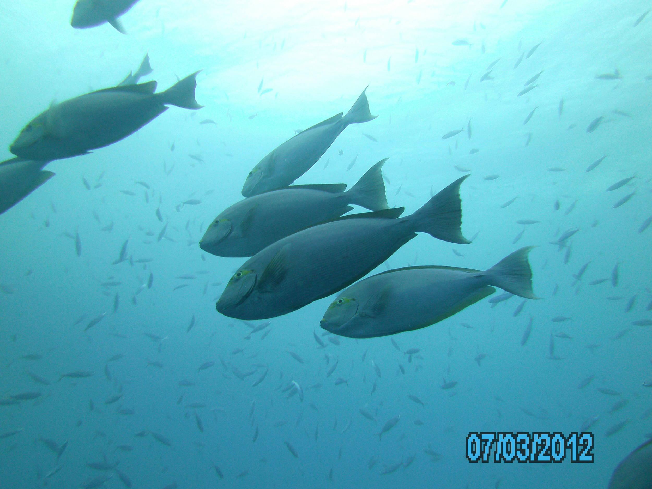 Australia_Underwater_2012_463