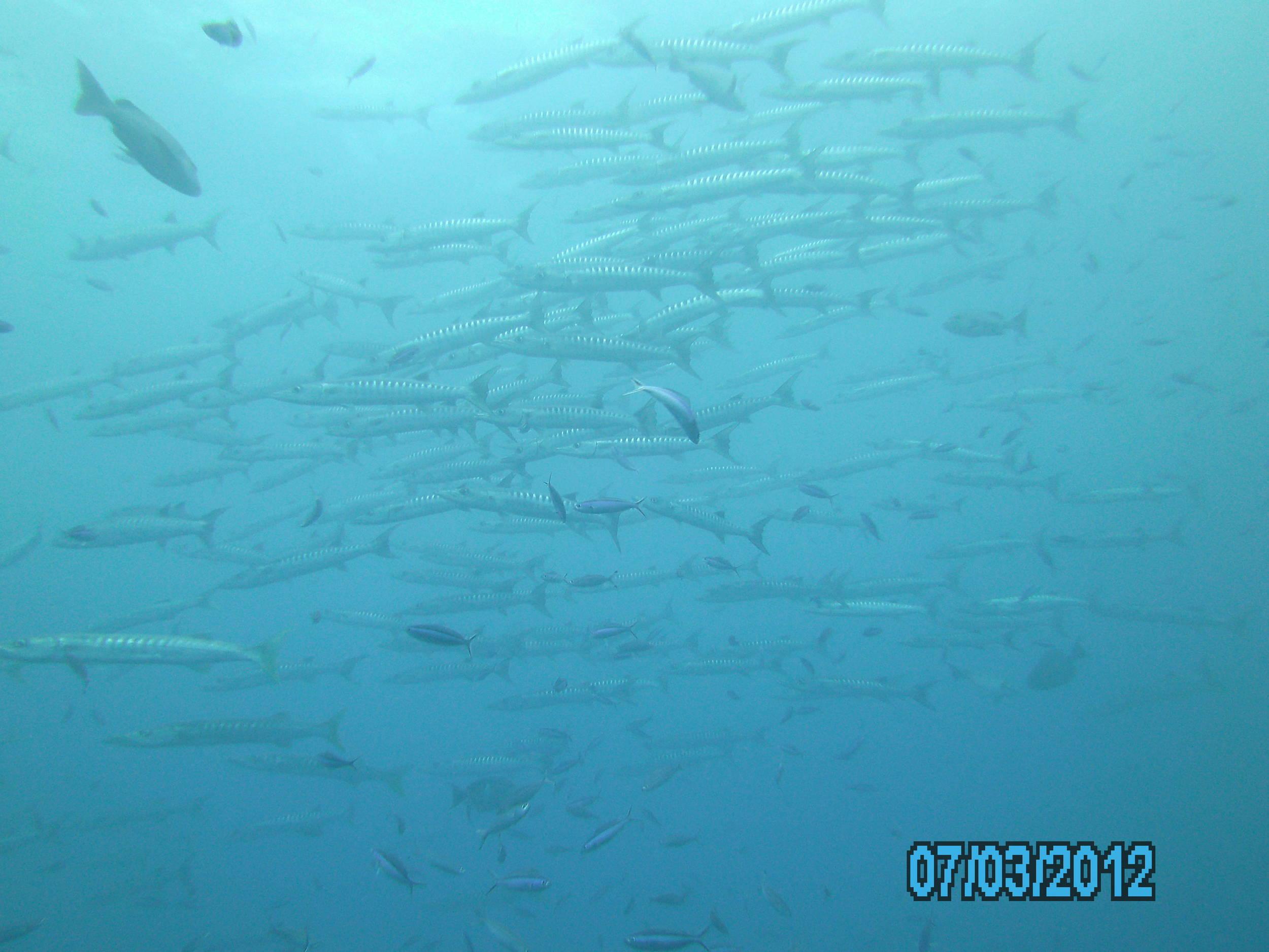 Australia_Underwater_2012_464