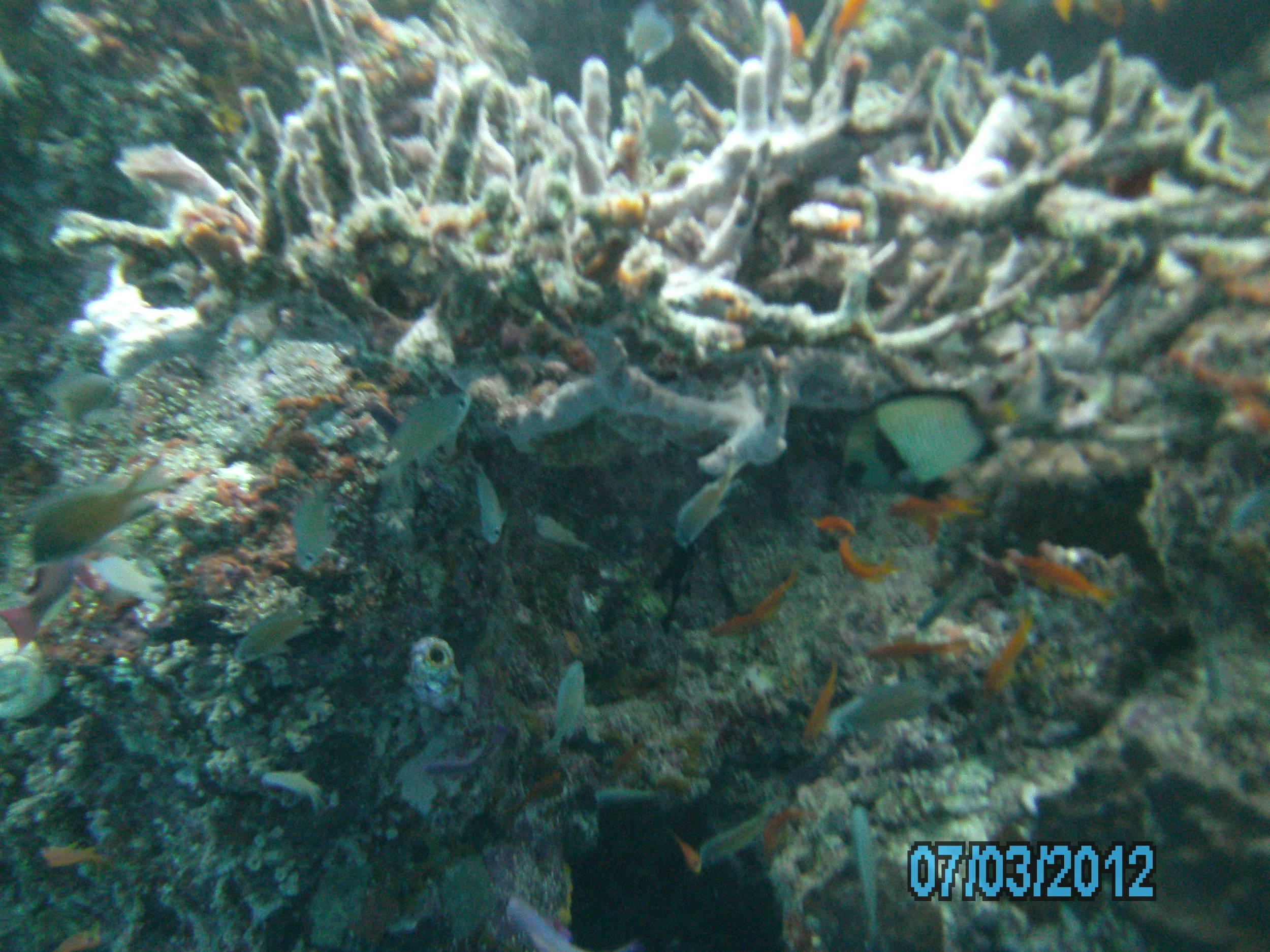 Australia_Underwater_2012_467